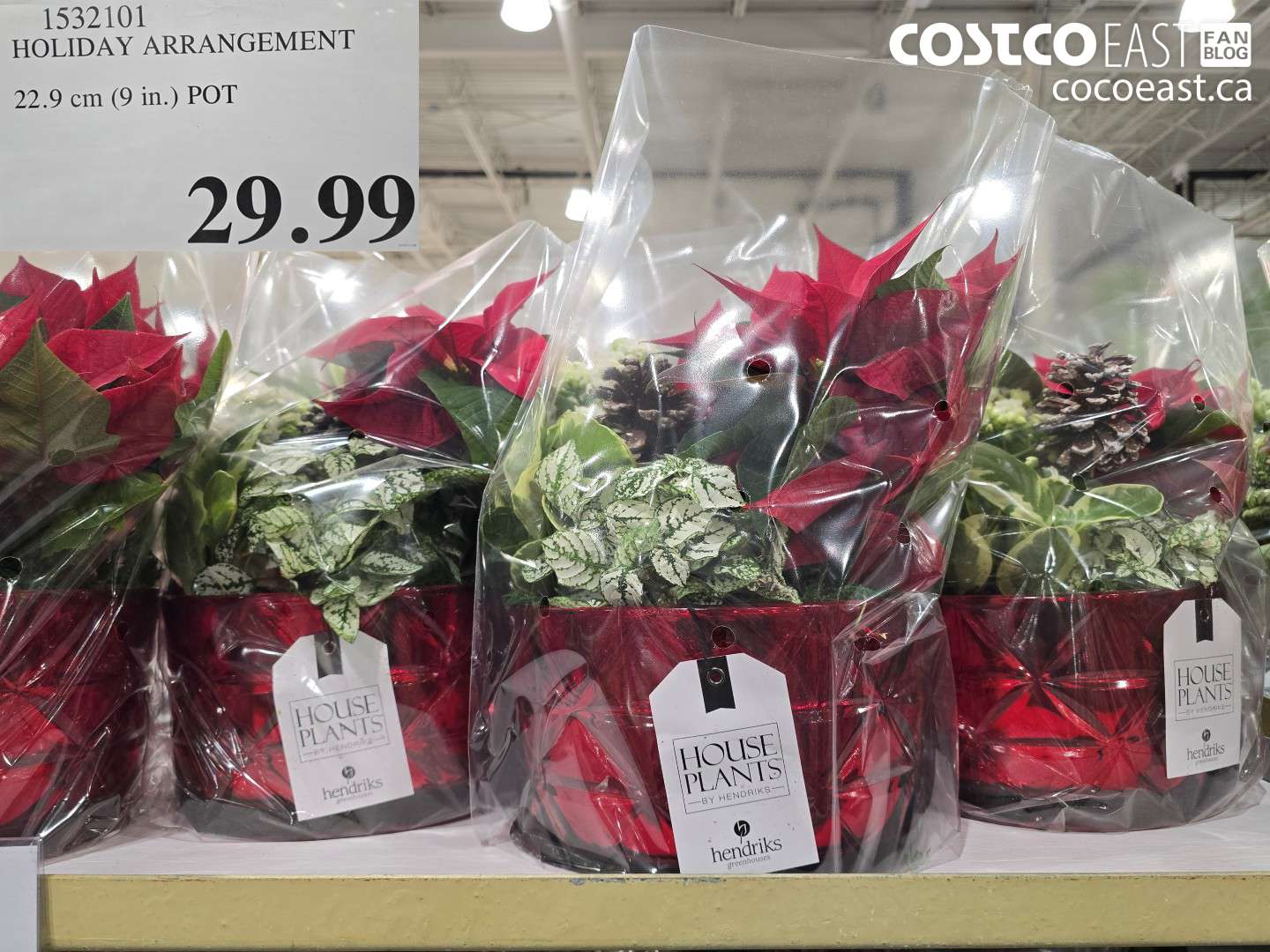 1532101 HOLIDAY ARRANGEMENT 22.9 cm (9 in.) POT $29.99