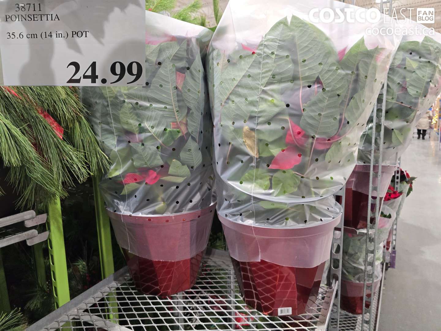 38711 POINSETTIA 35.6 CM (14