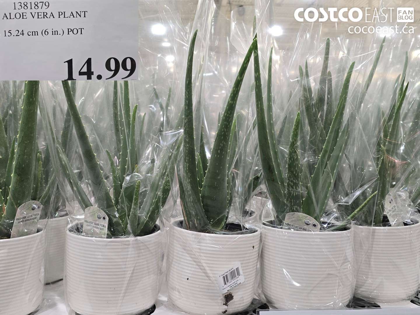 1381879 ALOE VERA PLANT 15.24 CM (6 IN. POT) $14.99