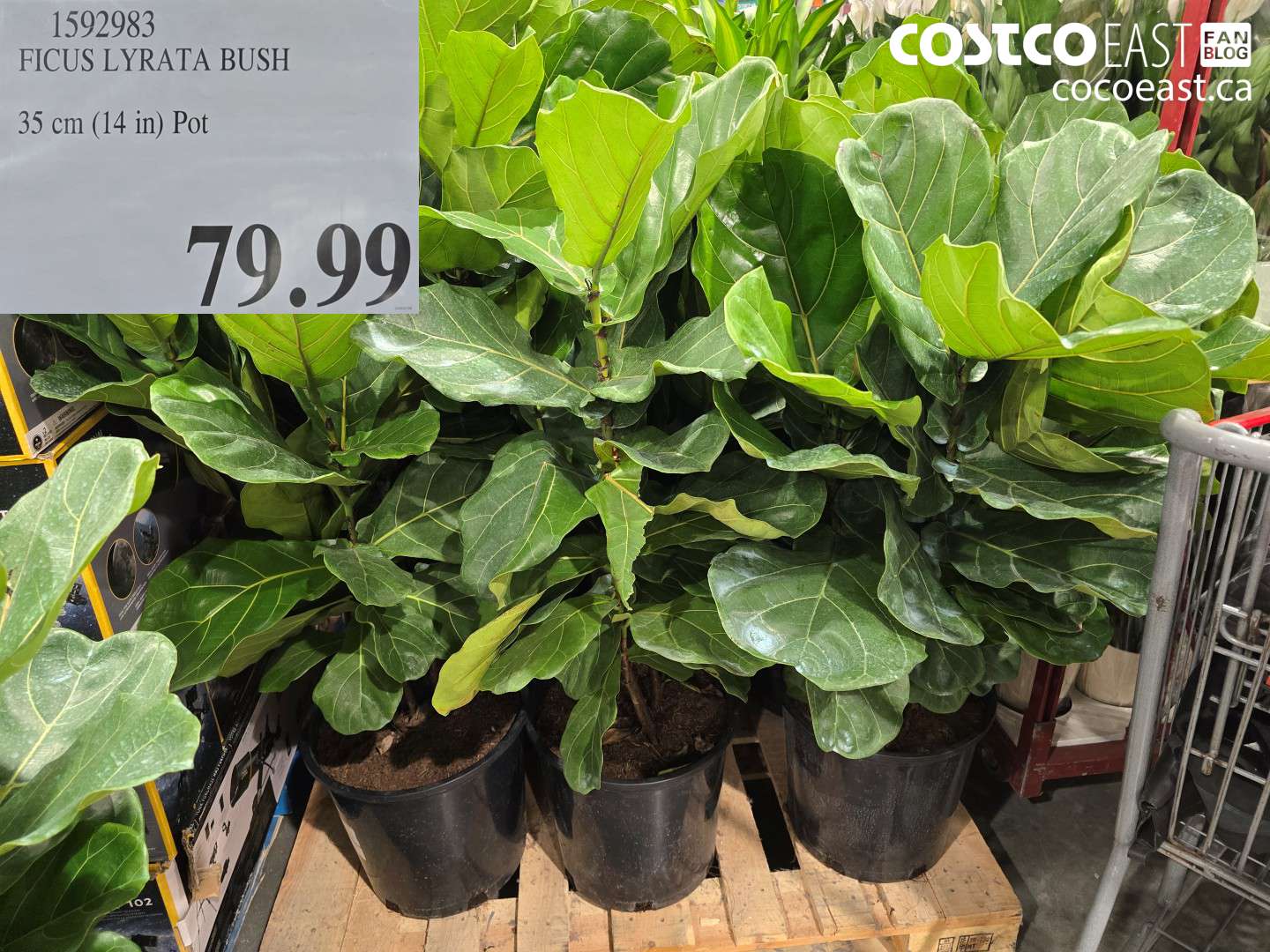 1592983 FICUS LYRATA BUSH 35 cm (14 tn) Pot $79.99