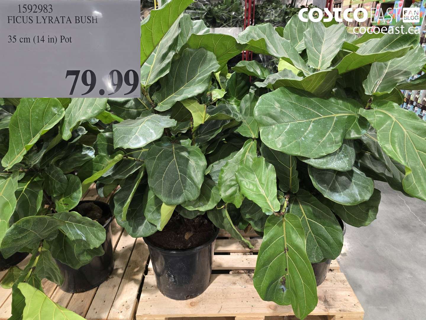 1592983 FICUS LYRATA BUSH 35 cm (14 tn) Pot $79.99