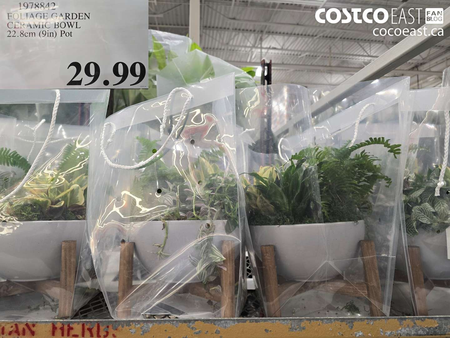 1978842 FOLIAGE GARDEN CERAMIC BOWL 22.8cm (9in) Pot $29.99