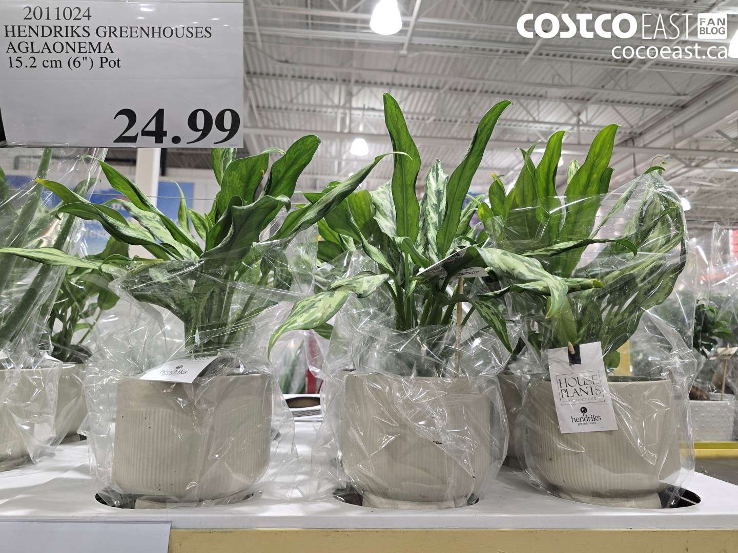 2011024 HENDRIKS GREENHOUSES AGLAONEMA 15.2 CM (6