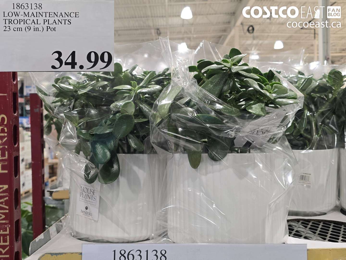 1863138 LOW-MAINTENANCE TROPICAL PLANTS 23 CM (9 IN.) POT $34.99