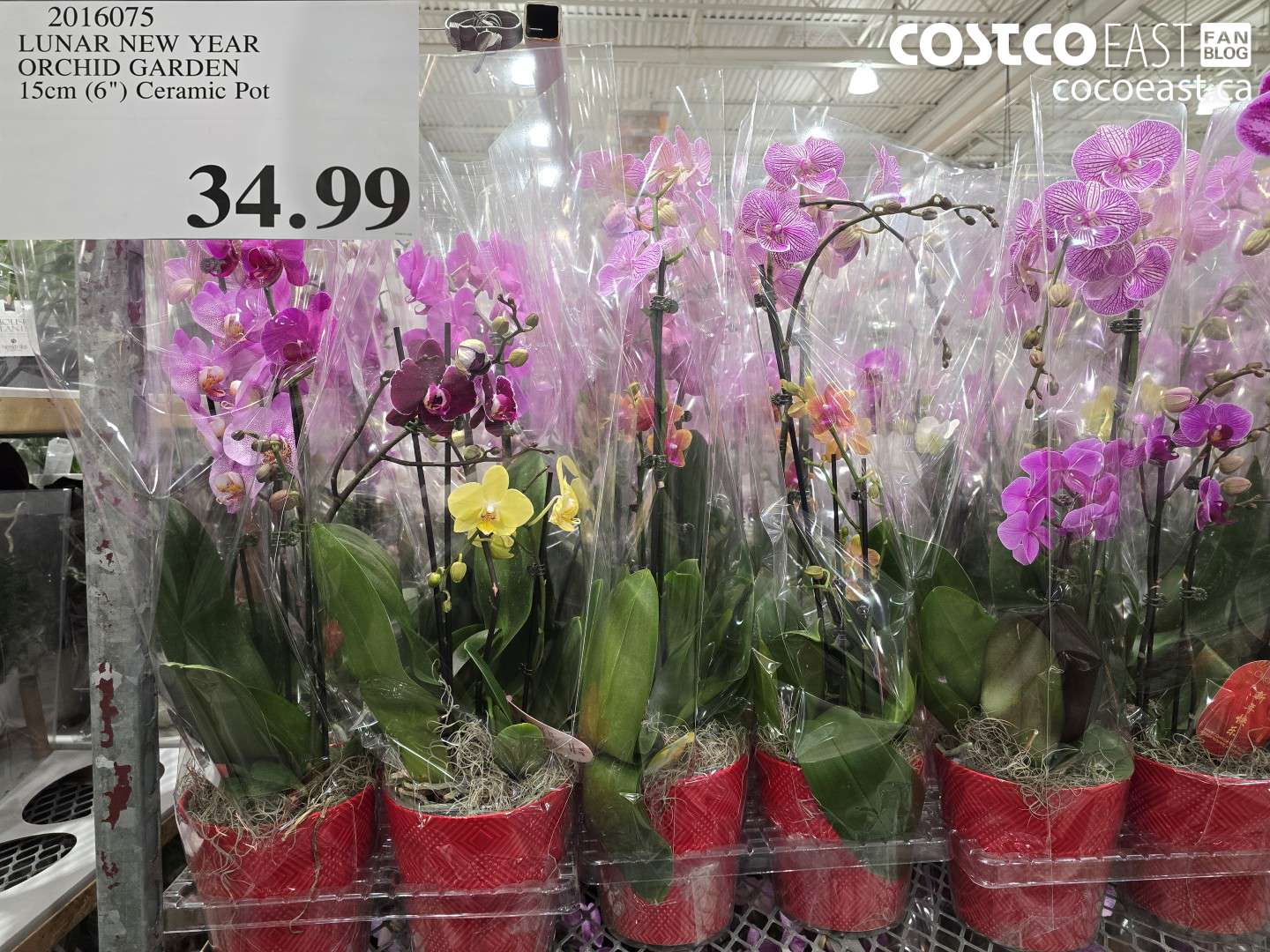 2016075 LUNAR NEW YEAR ORCHID GARDEN 15cm (6