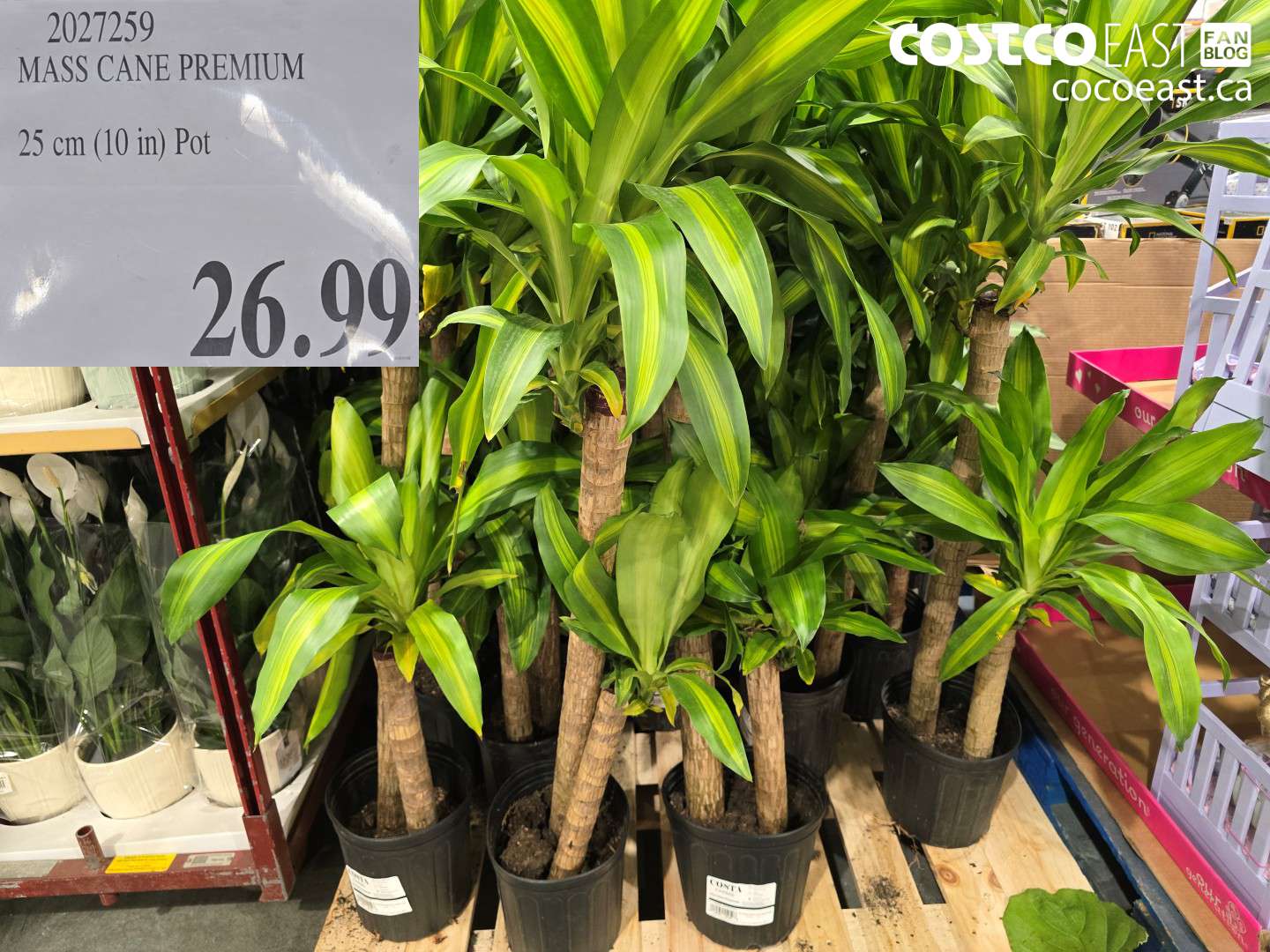 2027259 MASS CANE PREMIUM 25 cm (10 in) Pot $26.99