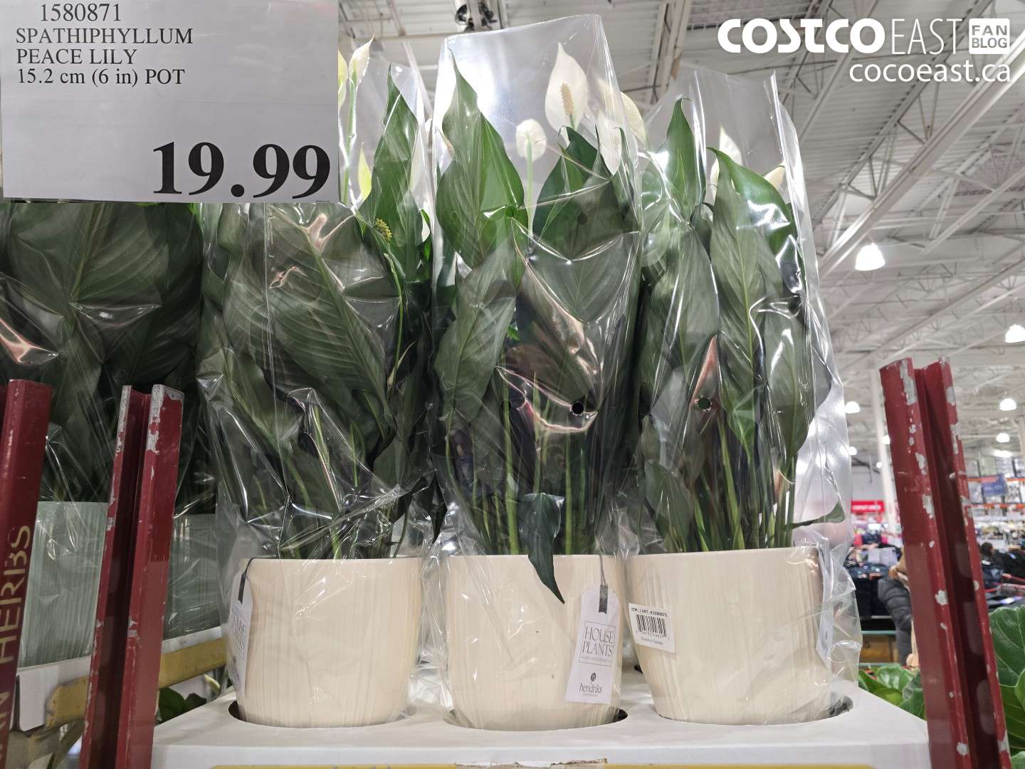 1580871 SPATHIPHYLLUM PEACE LIEN 15.2 cm (6 in) POT $19.99