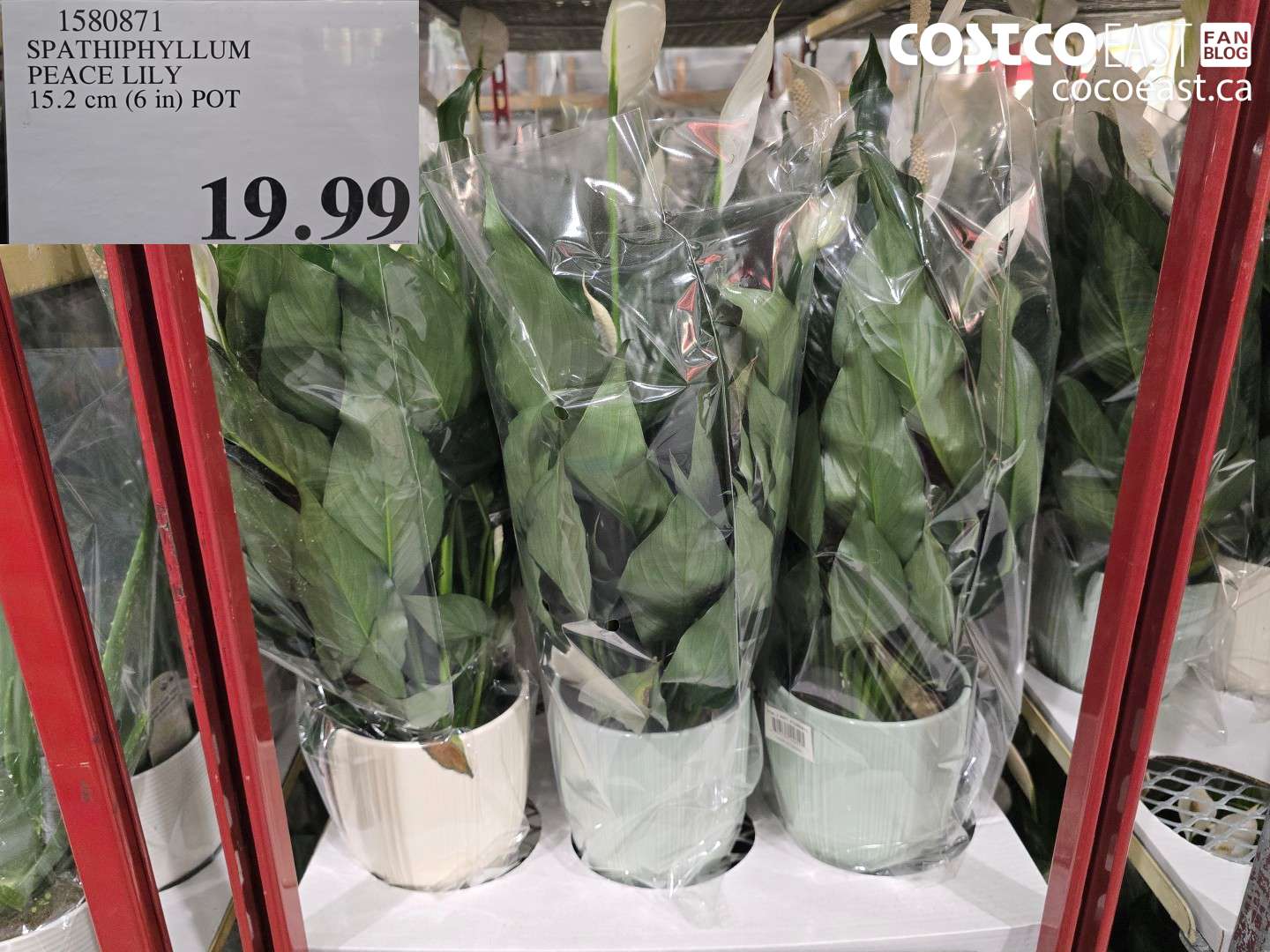 1580871 SPATHIPHYLLUM PEACE LIEN 15.2 cm (6 in) POT $19.99