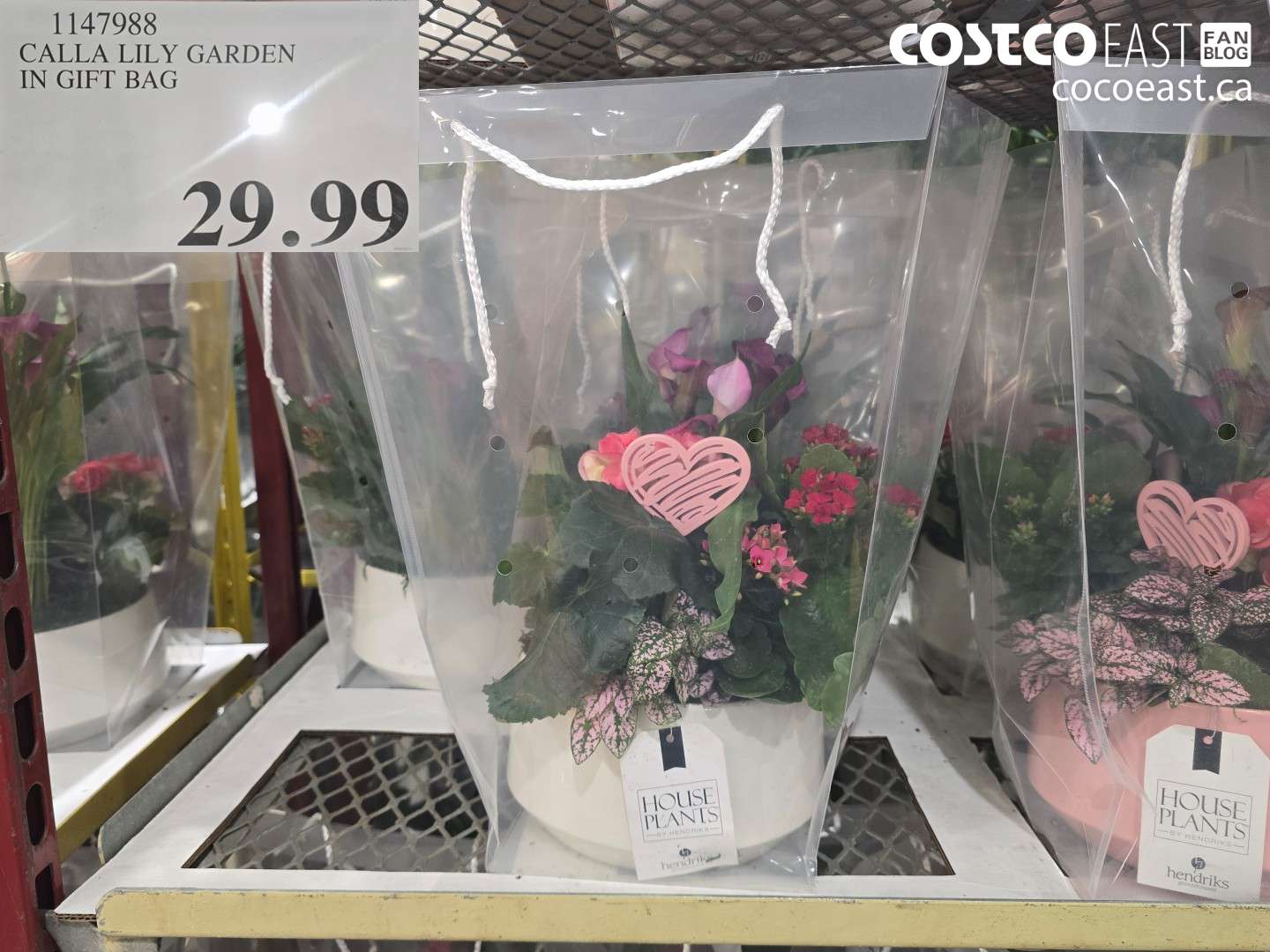 1147988 CALLA LILY GARDEN IN GIFT BAG $29.99