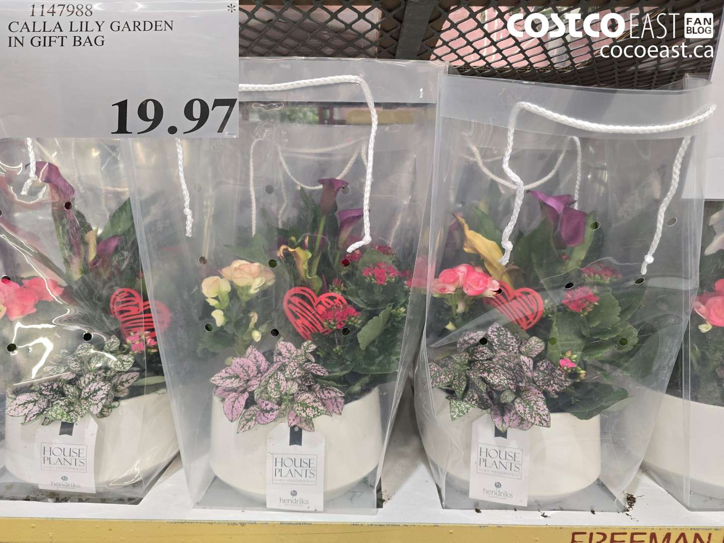 1147988 CALLA LILY GARDEN IN GIFT BAG $19.97
