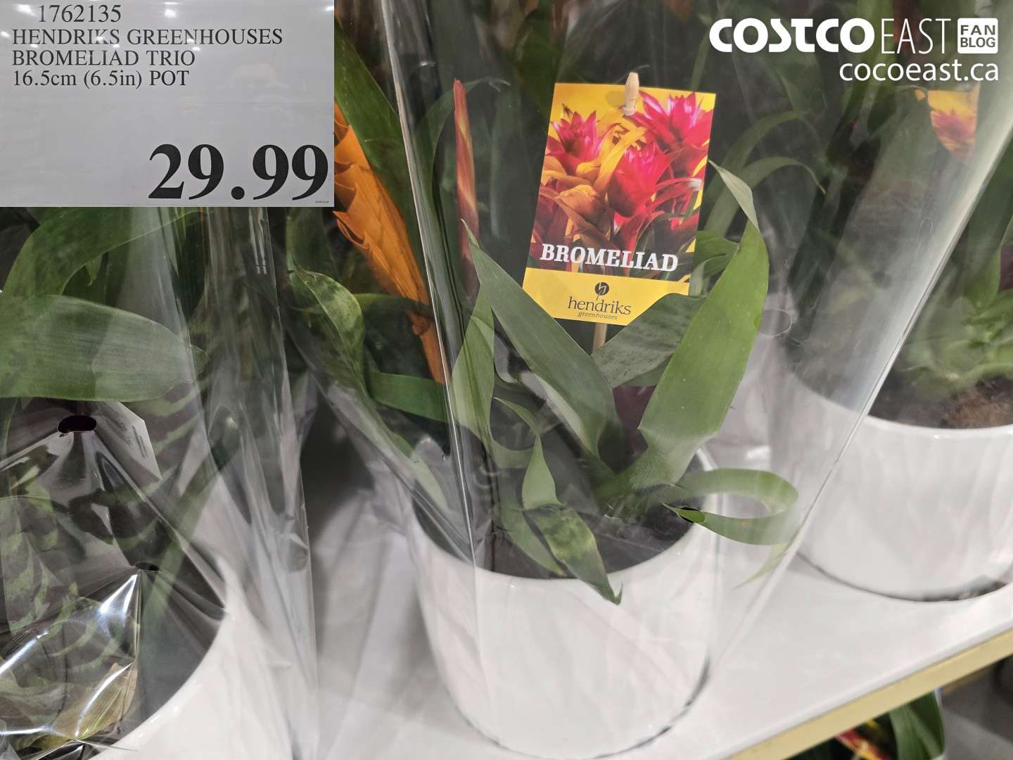 1762135 HENDRICKS GREENHOUSES BROMELIAD TRIO 16.5cm (6.5in) POT $29.99