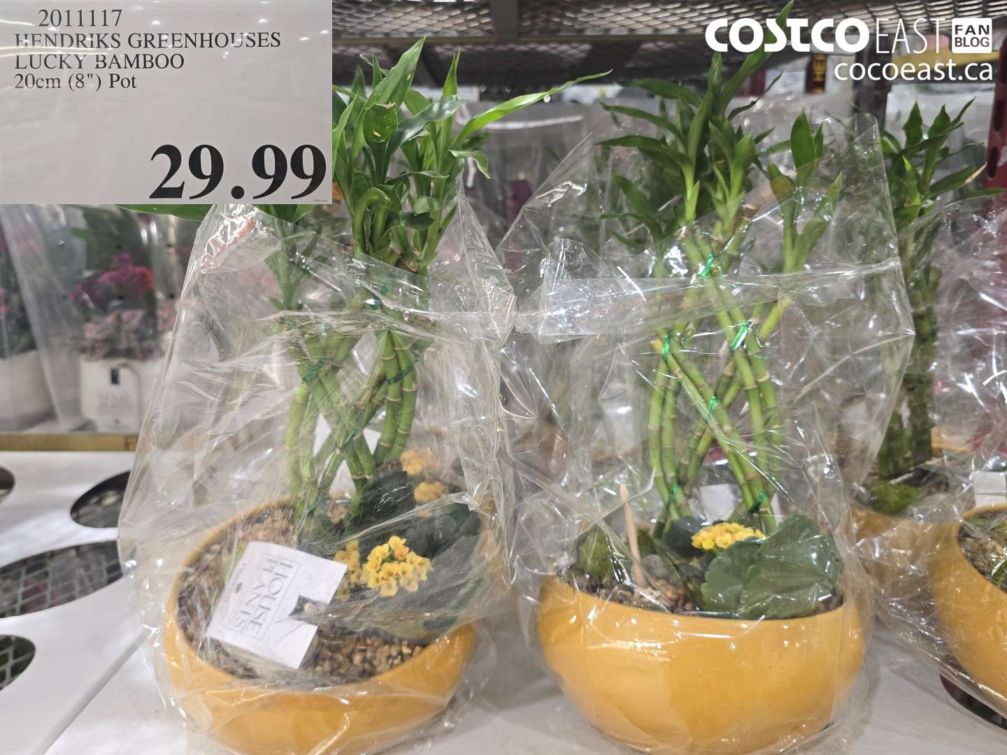 2011117 HENDRICKS GREENHOUSES LUCKY BAMBOO 20cm (8