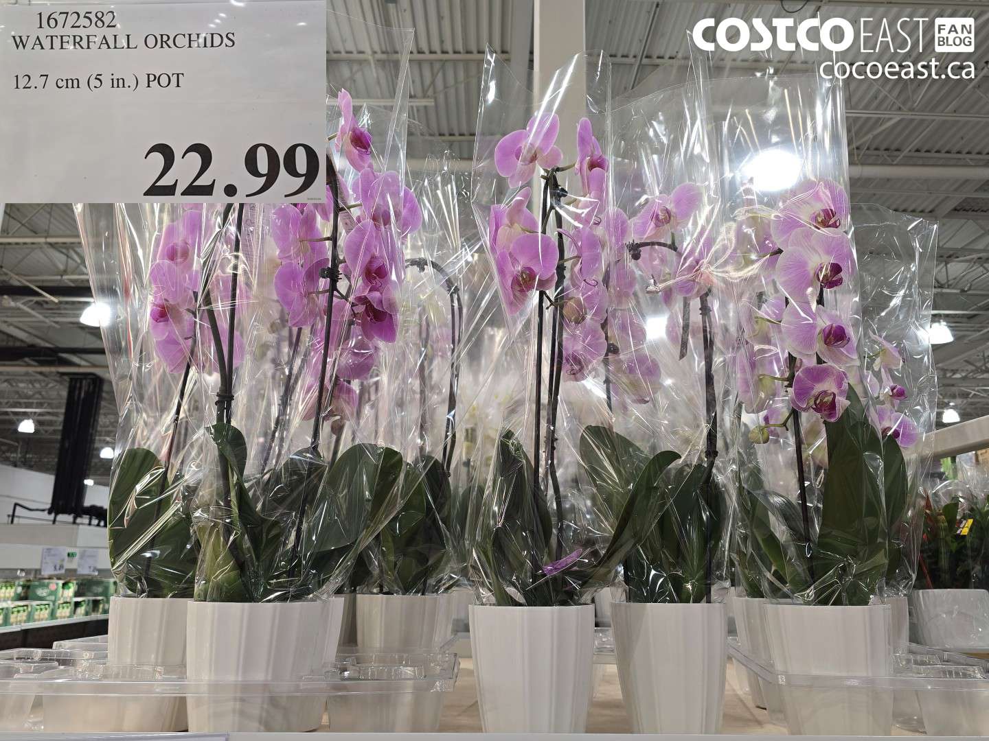 1672582 WATERFALL ORCHIDS 12.7 CM (5 IN.) POT $22.99