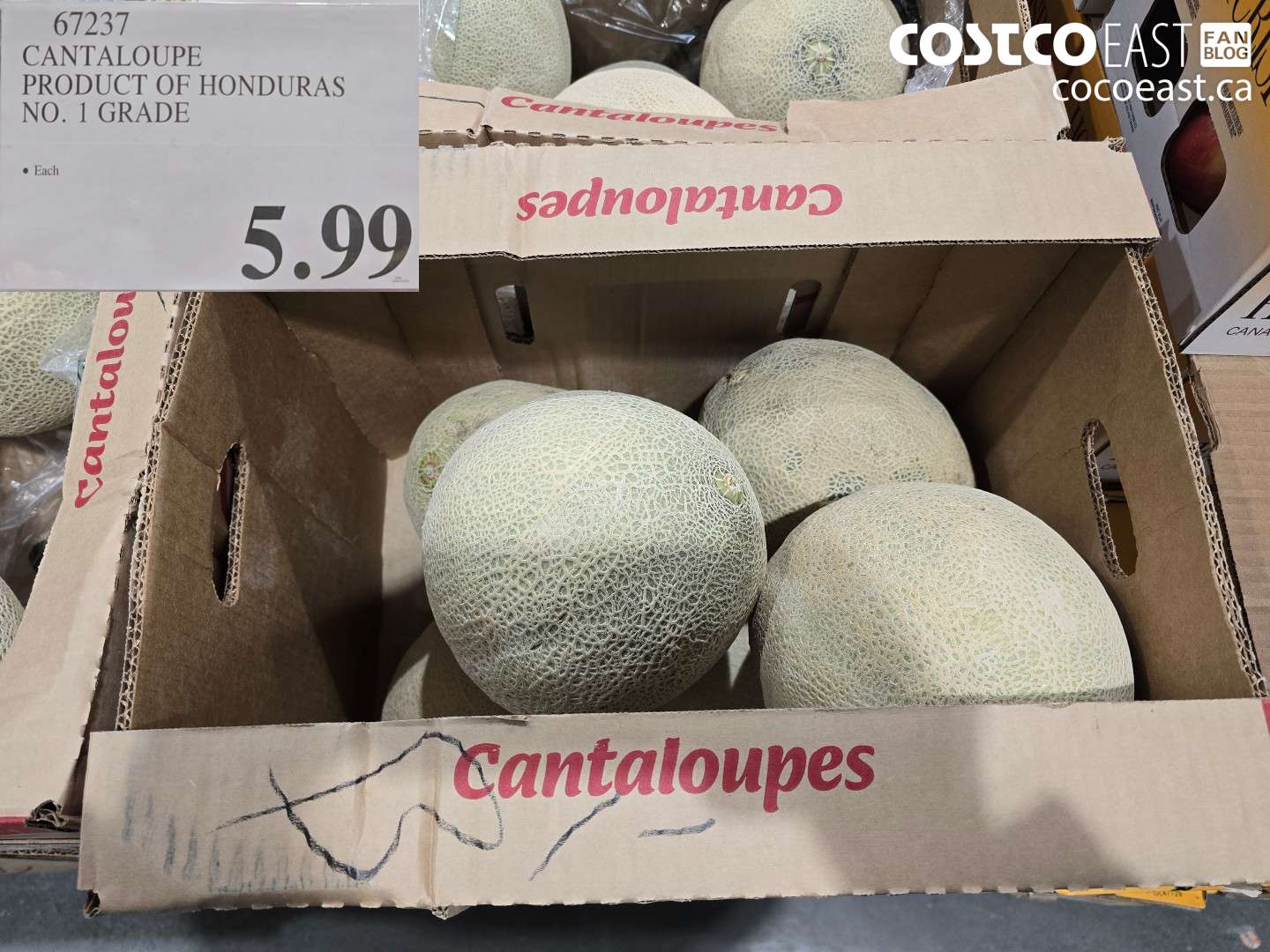 67237 CANTALOUPE PRODUCT OF HONDURAS NO. 1 GRADE $5.99