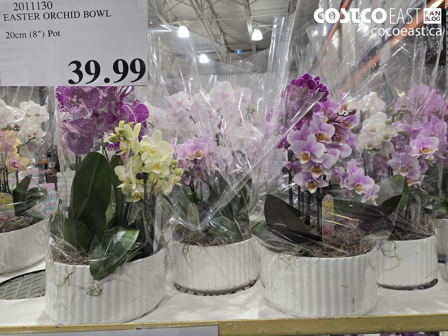 2011130 EASTER ORCHID BOWL 20CM (8