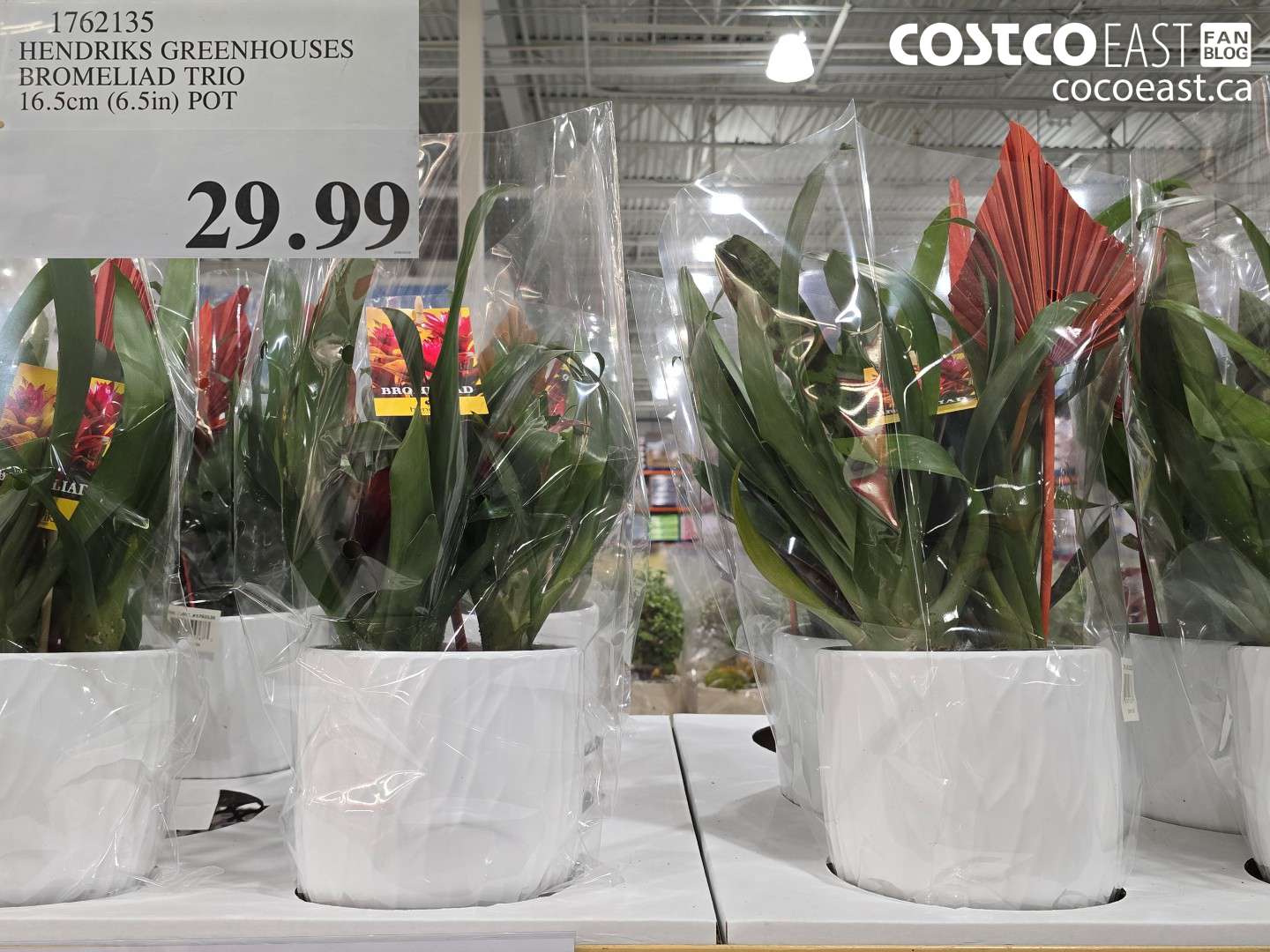 1762135 HENDRICKS GREENHOUSES BROMELIAD TRIO 16.5CM (6.5IN) POT $29.99