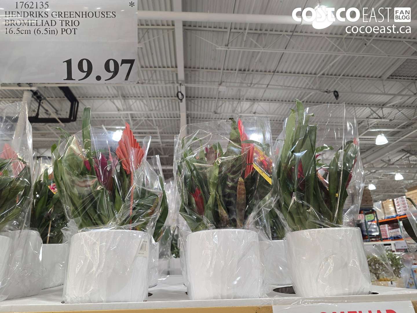 1762135 HENDRICKS GREENHOUSES BROMELIAD TRIO 16.5CM (6.5IN) POT $19.97