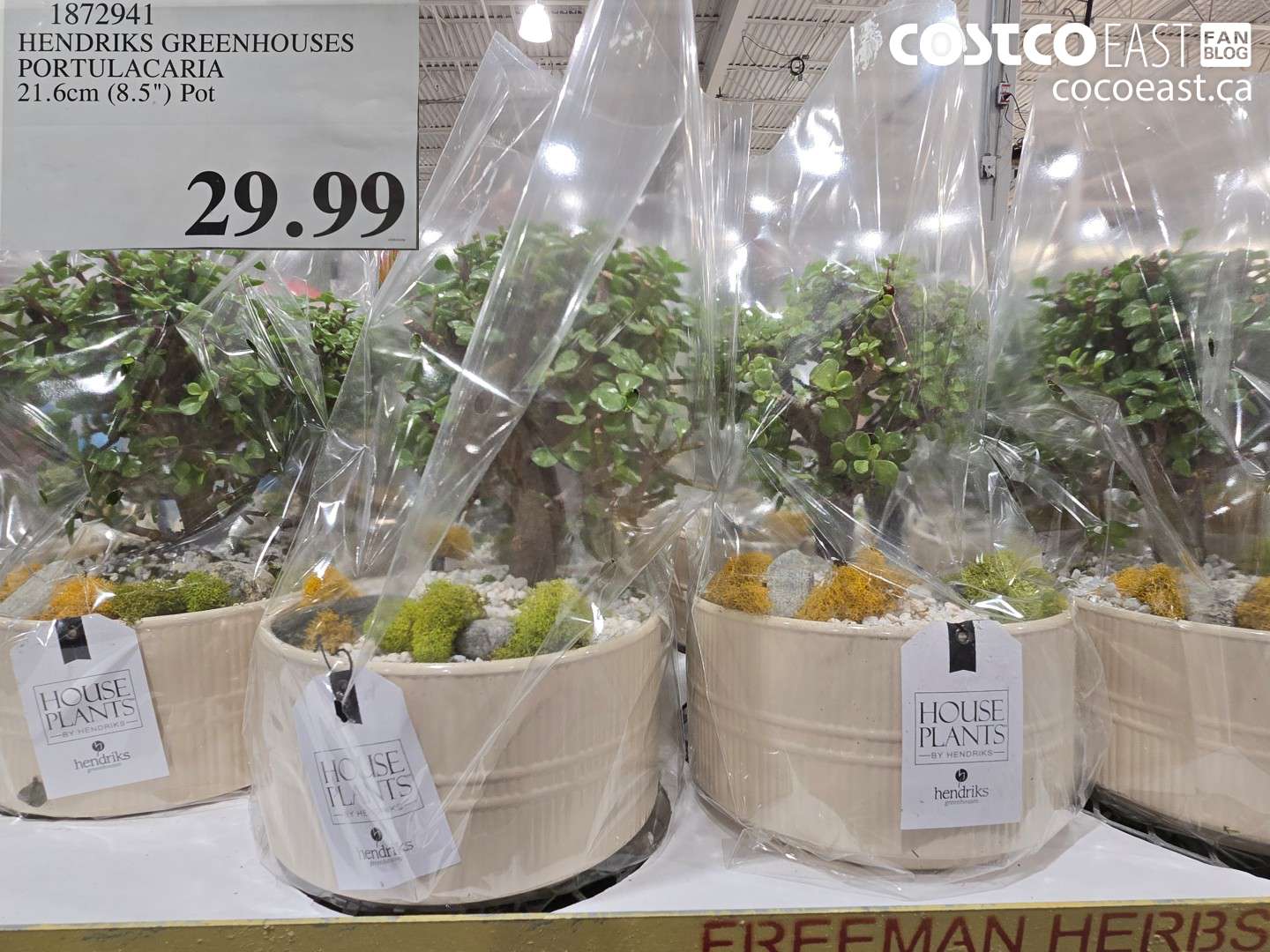 1872941 HENDRICKS GREENHOUSES PORTULACARIA 21.6CM (8.5) POT $29.99