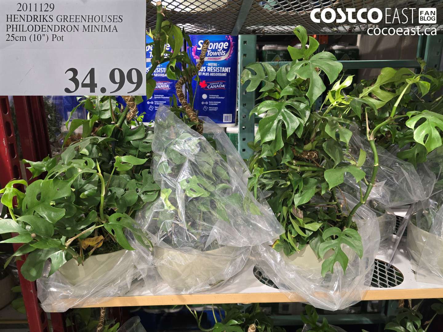 2011129 HENDRIKS GREENHOUSES PHILODENDRON MINIMA 25CM (10