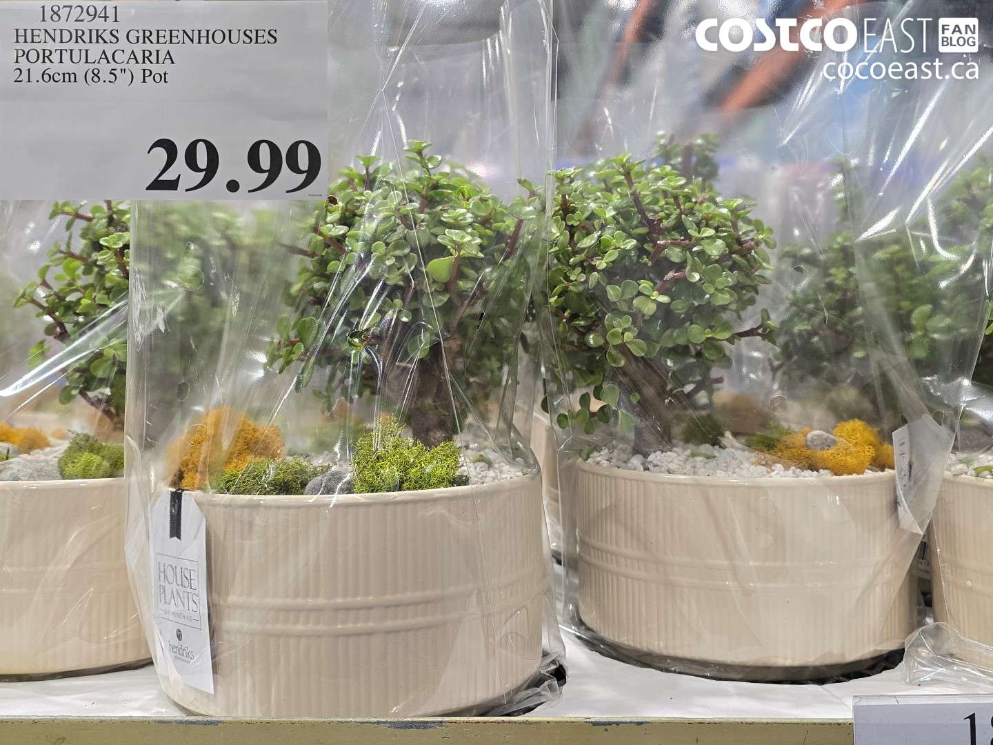 1872941 HENDRIKS GREENHOUSES PORTULACARIA 21.6CM (8.5) POT $29.99