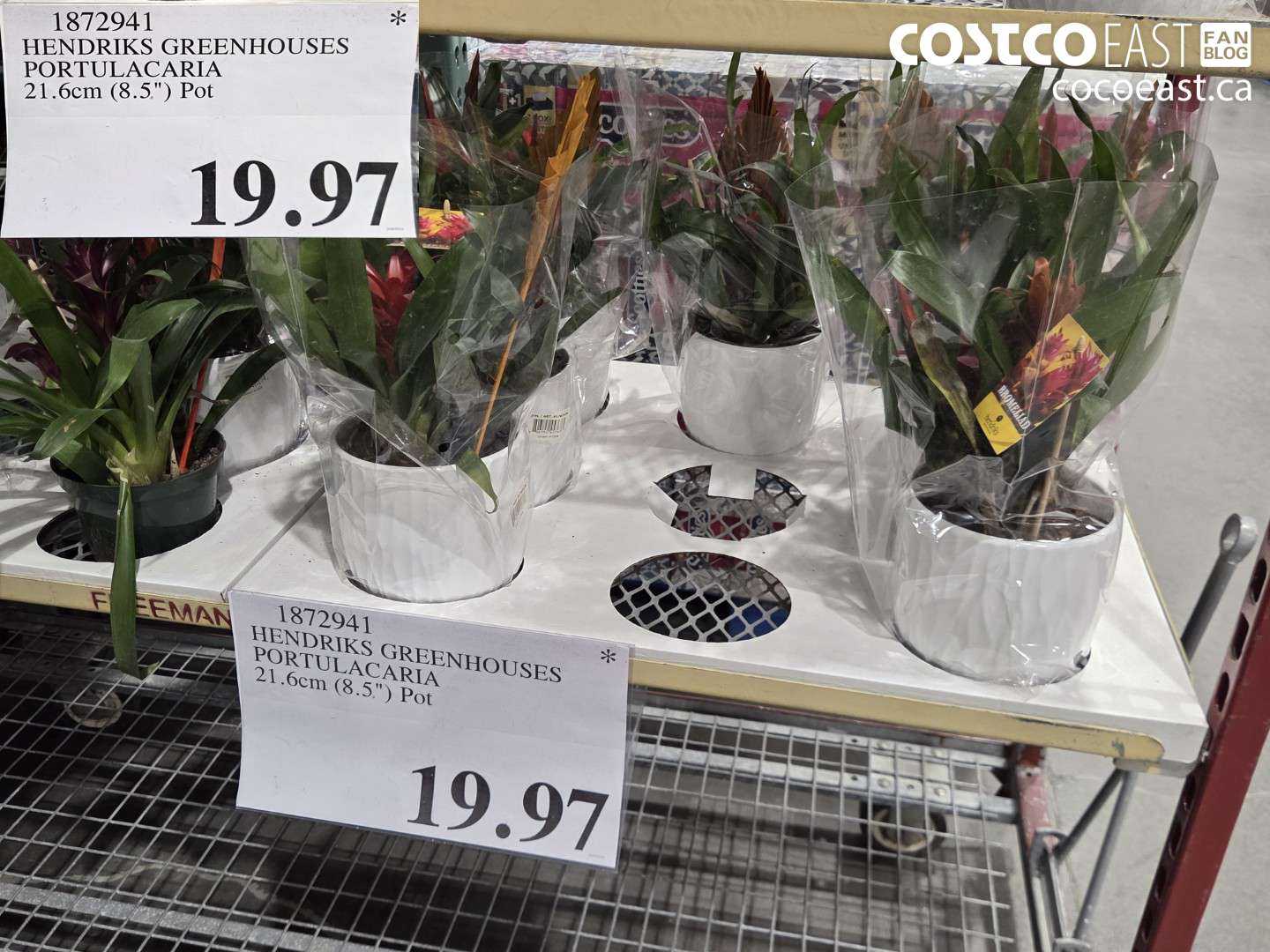 1872941 HENDRIKS GREENHOUSES PORTULACARIA 21.6CM (8.5