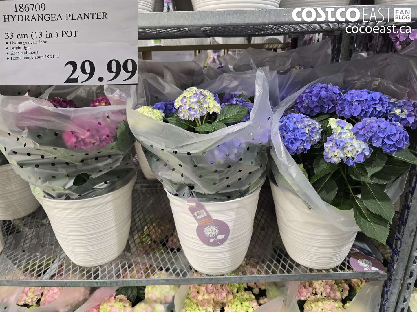 186709 HYDRANGEA PLANTER 33 CM (13 IN) POT $29.99
