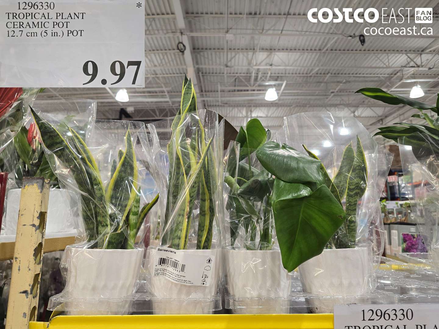 1296330 TROPICAL PLANT CERAMIC POT 12.7 CM (5 IN.) POT $9.97