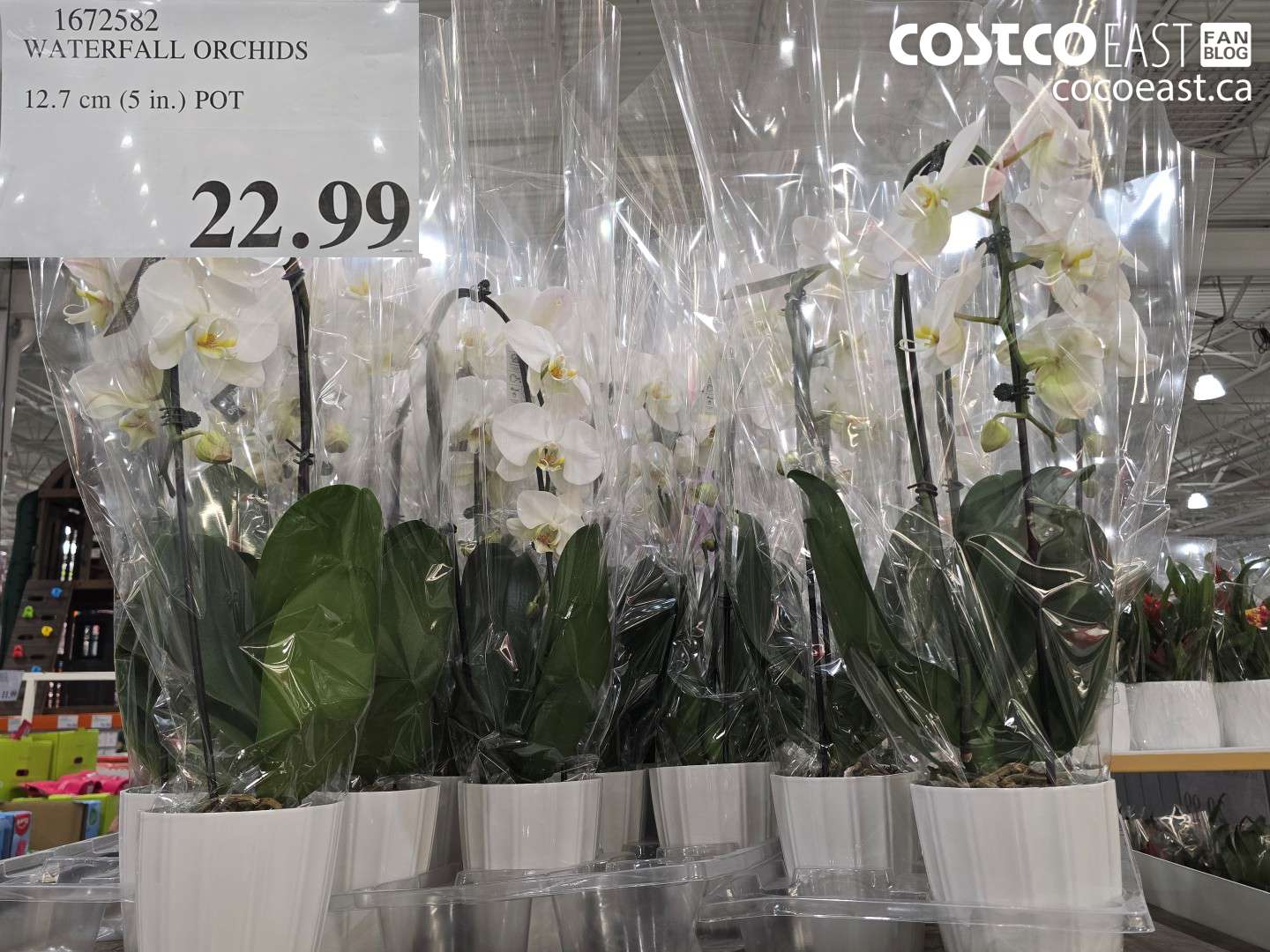 1672582 WATERFALL ORCHIDS POT 12.7 CM (5 IN) POT $22.99