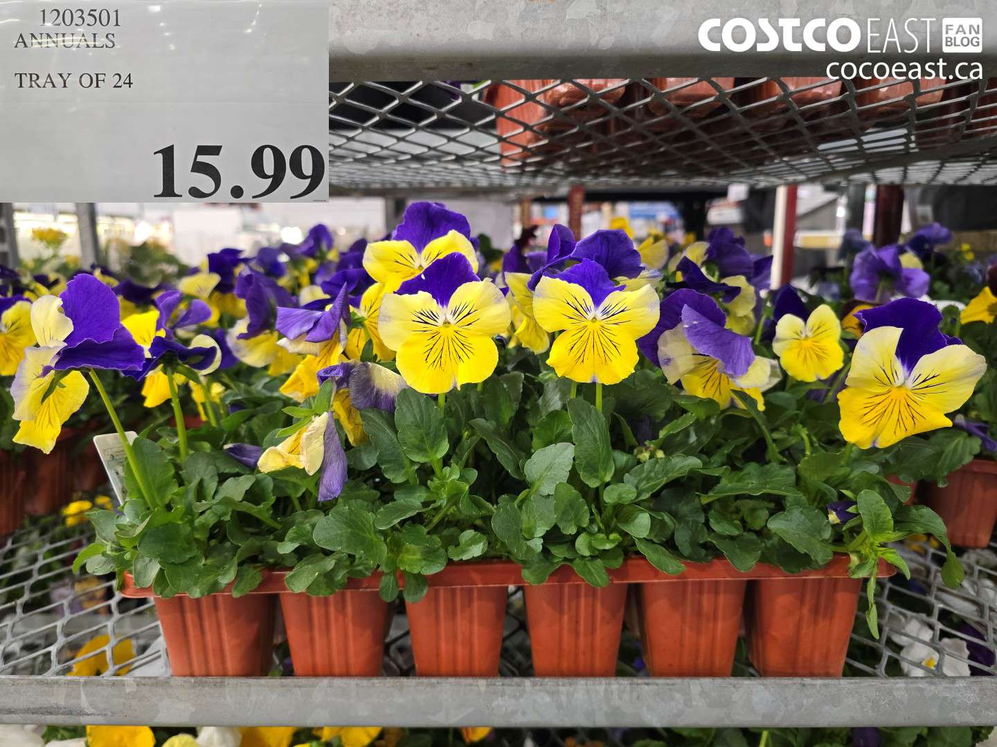 1203501 ANNUALS TRAY OF 24 $15.99