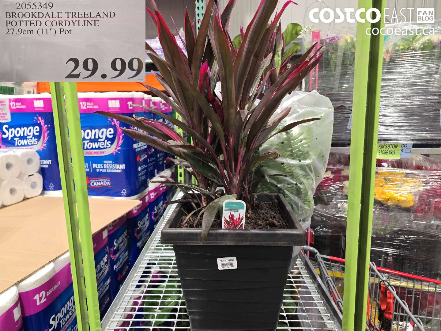 2055349 BROOKDALE TREELAND POTTED CORDYLINE 27.9CM (11) POT $29.99