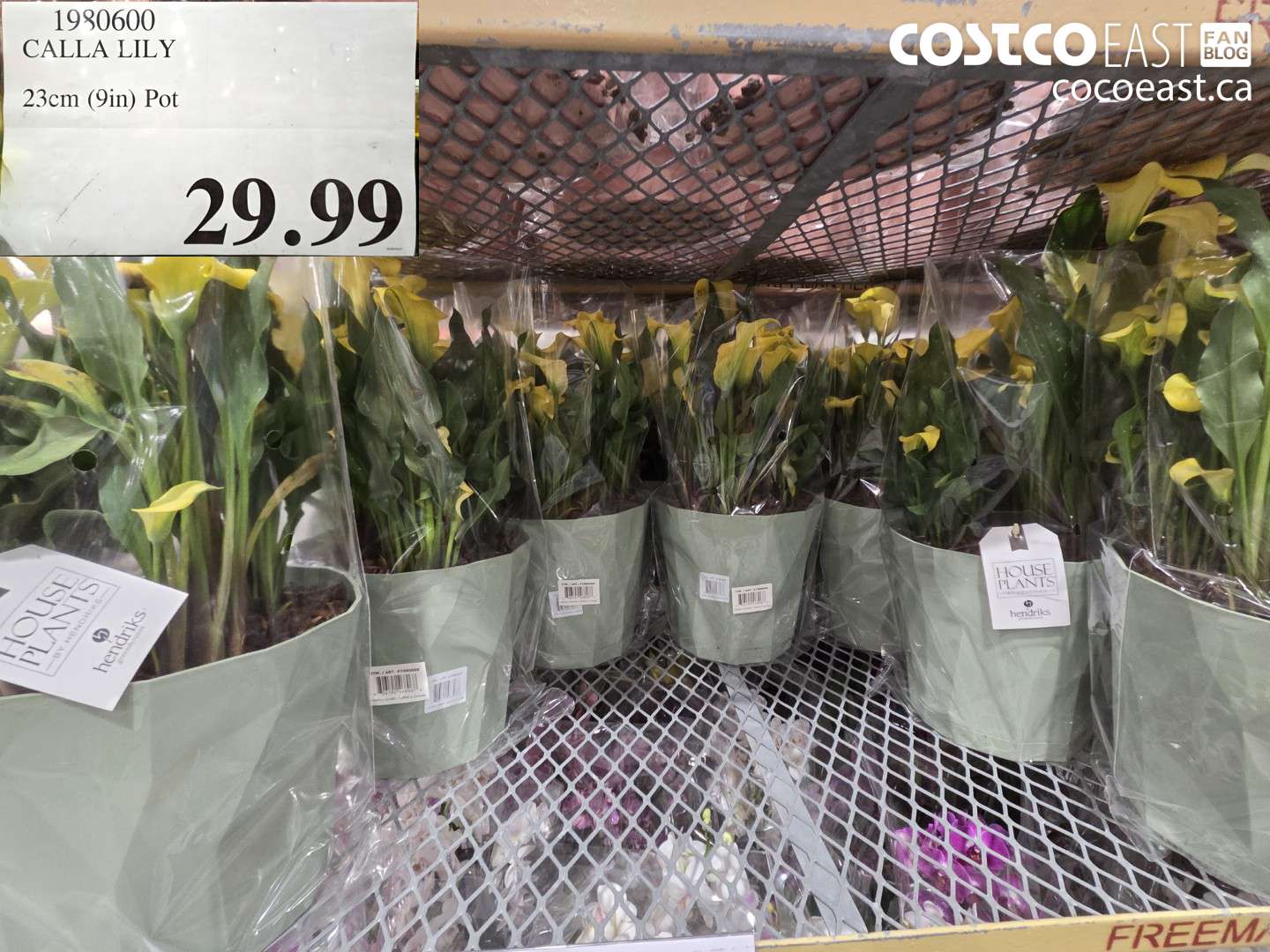 1980600 CALLA LILY 23CM (9IN) POT $29.99