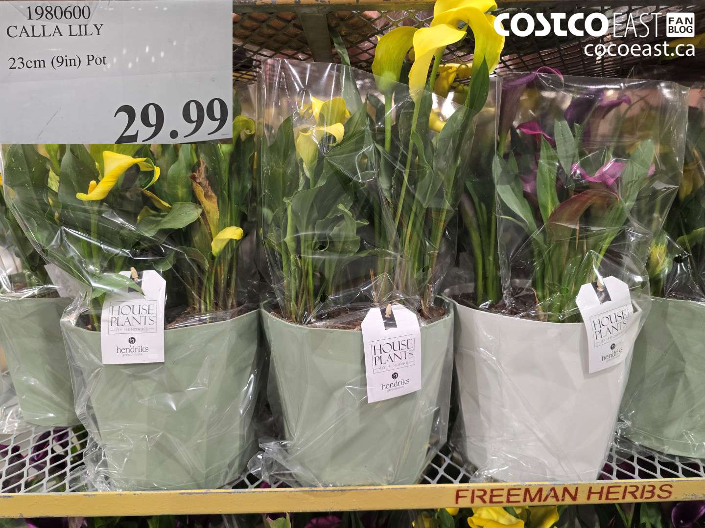 1980600 CALLA LILY 23CM (9IN) POT $29.99