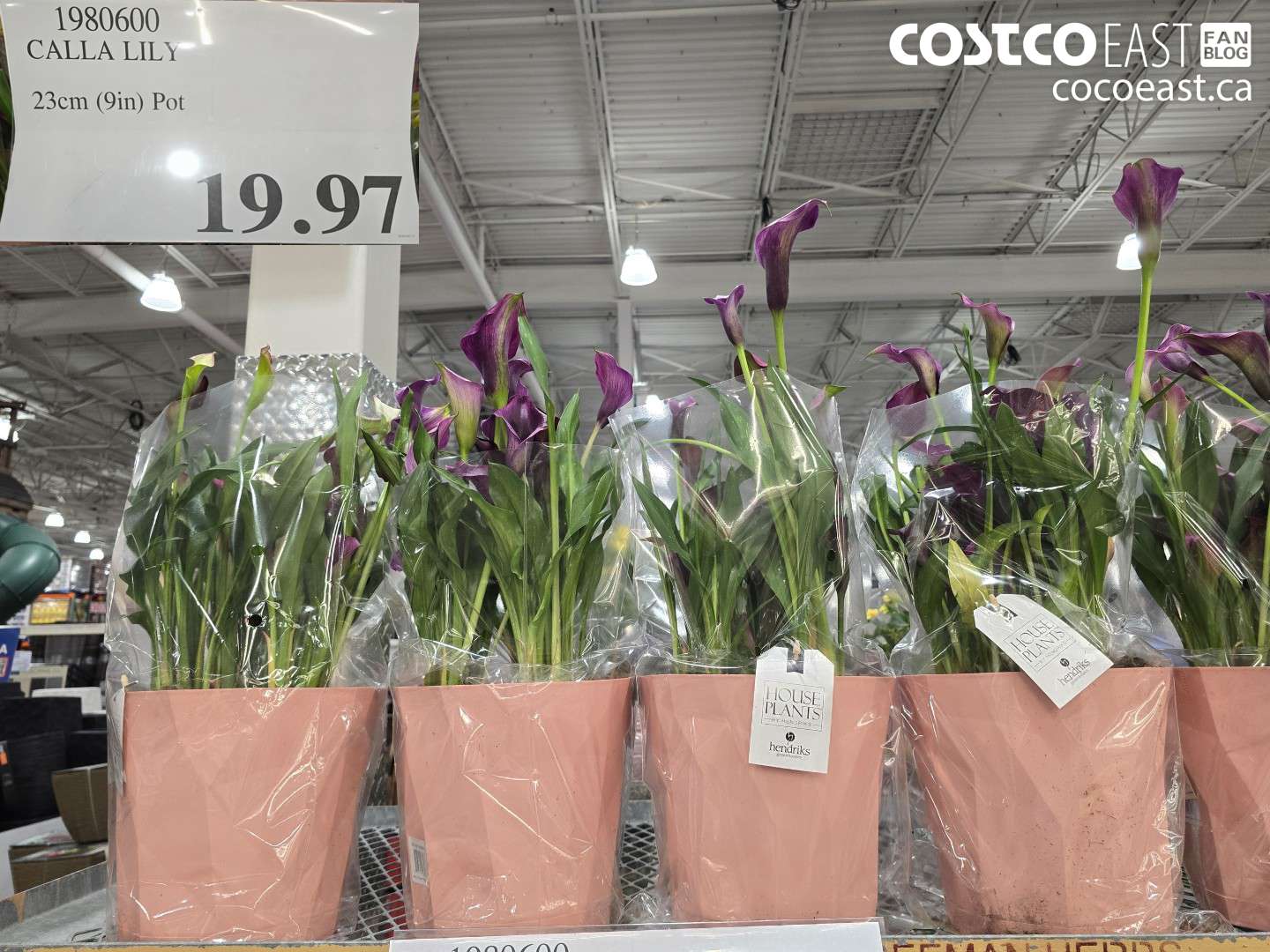 1980600 CALLA LILY 23CM (9IN) POT $19.97
