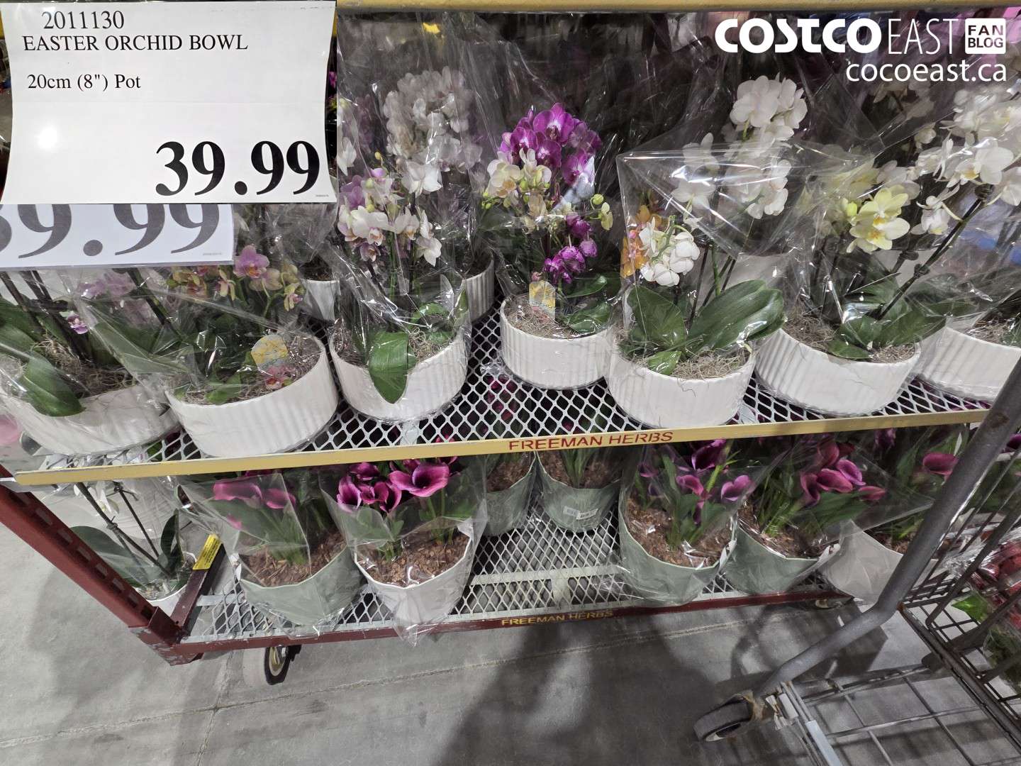 2011130 EASTER ORCHID BOWL 20CM (8) POT $39.99