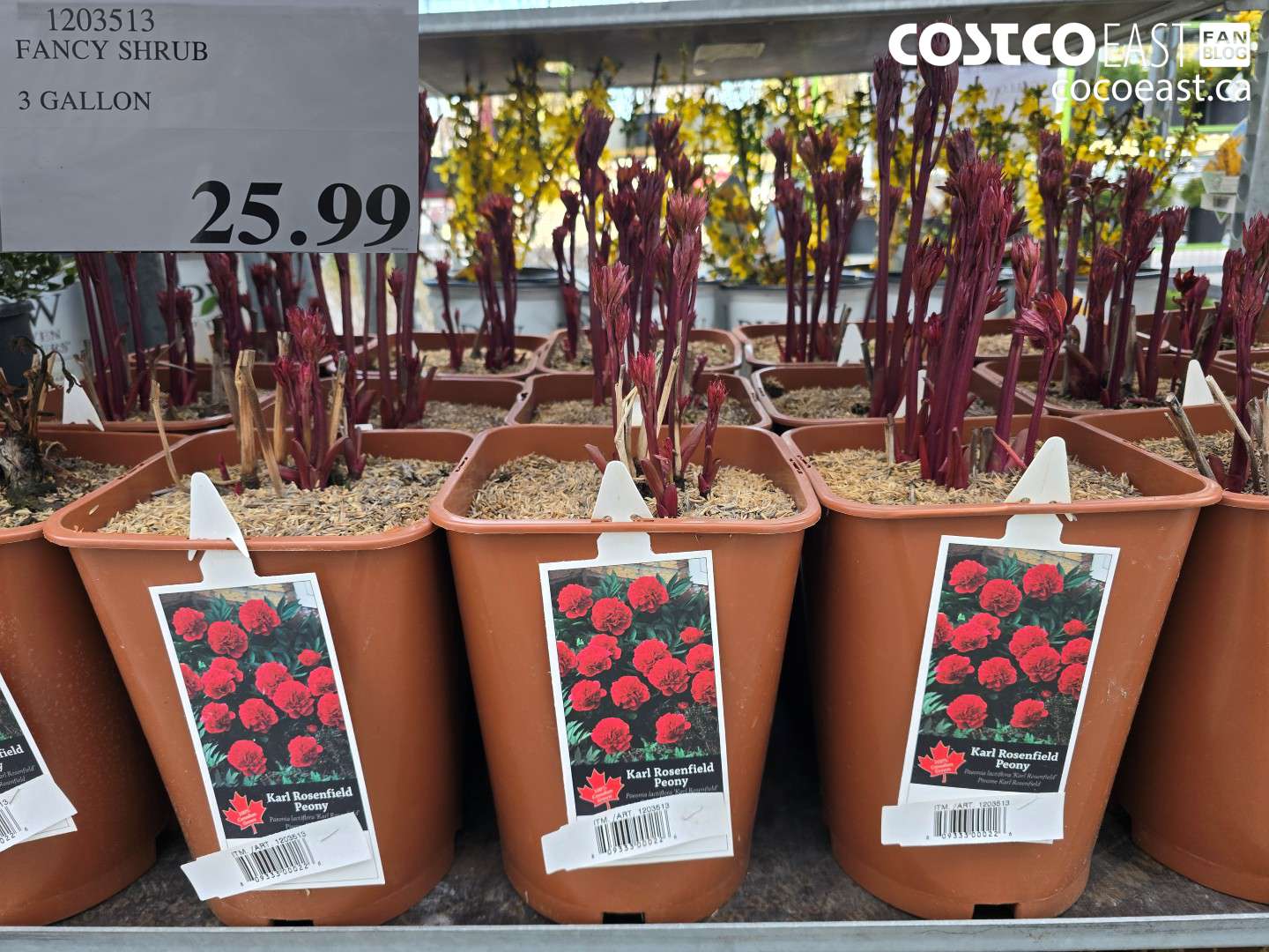 1203513 FANCY SHRUB 3 GALLON $25.99