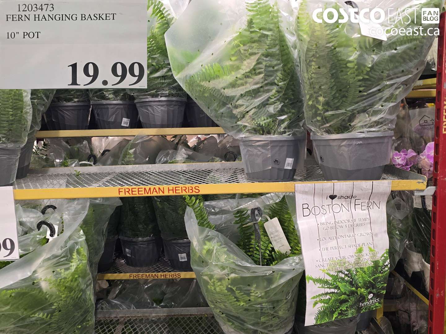 1203473 FERN HANGING BASKET 10