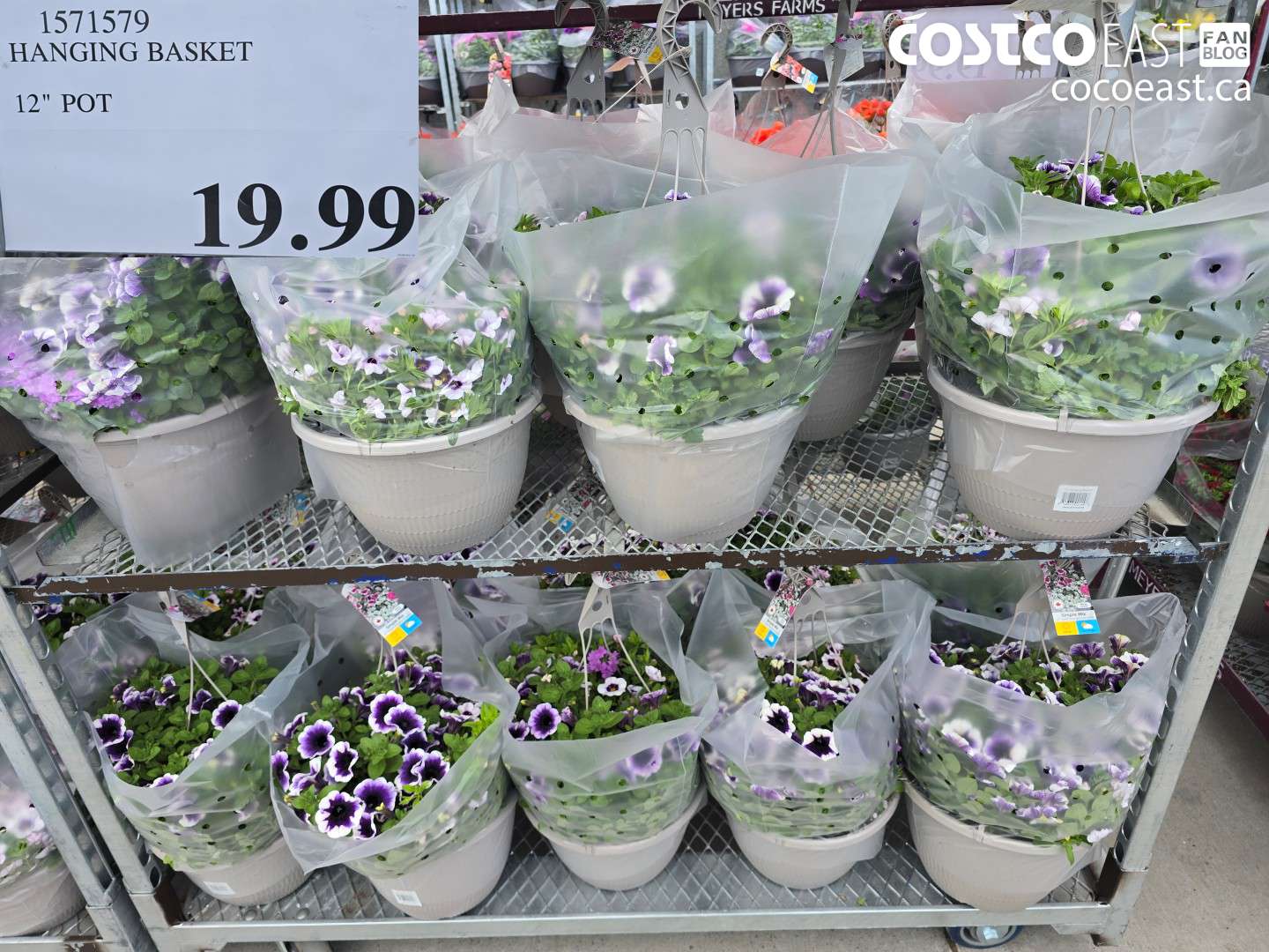 1571579 HANGING BASKET 12