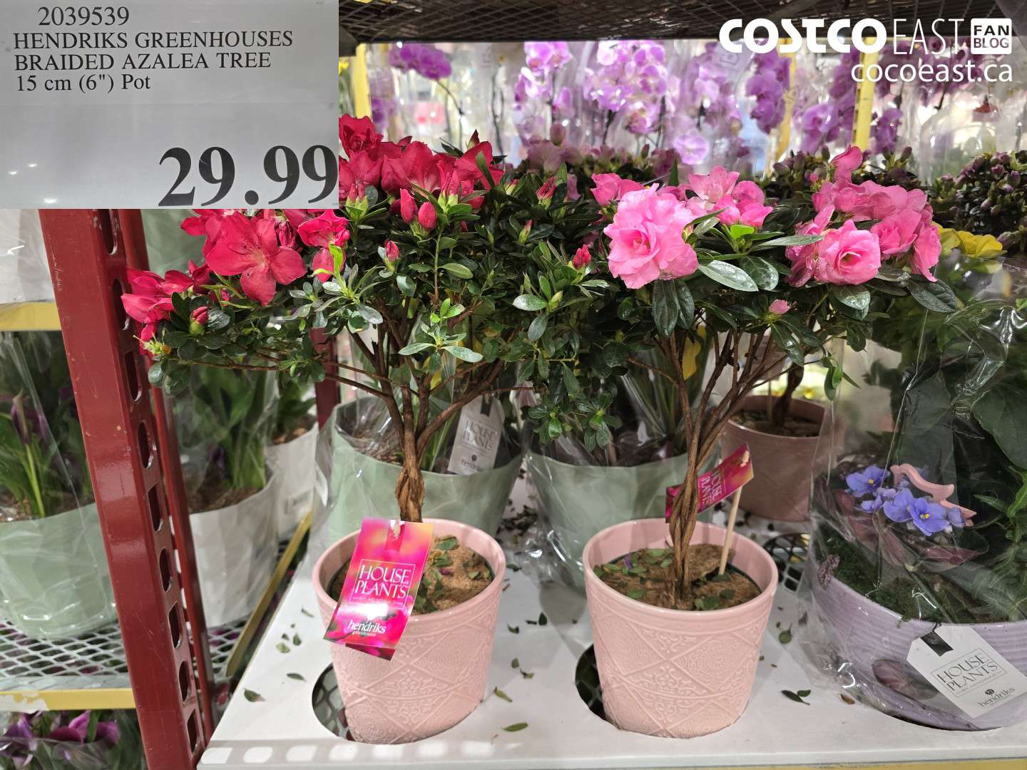 2039539 HENDRIKS GREENHOUSES BRAIDED AZALEA TREE 15 CM (6