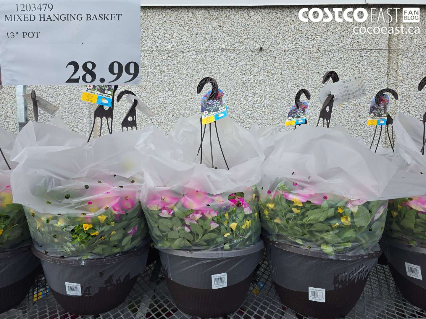 1203479 MIXED HANGING BASKET 13