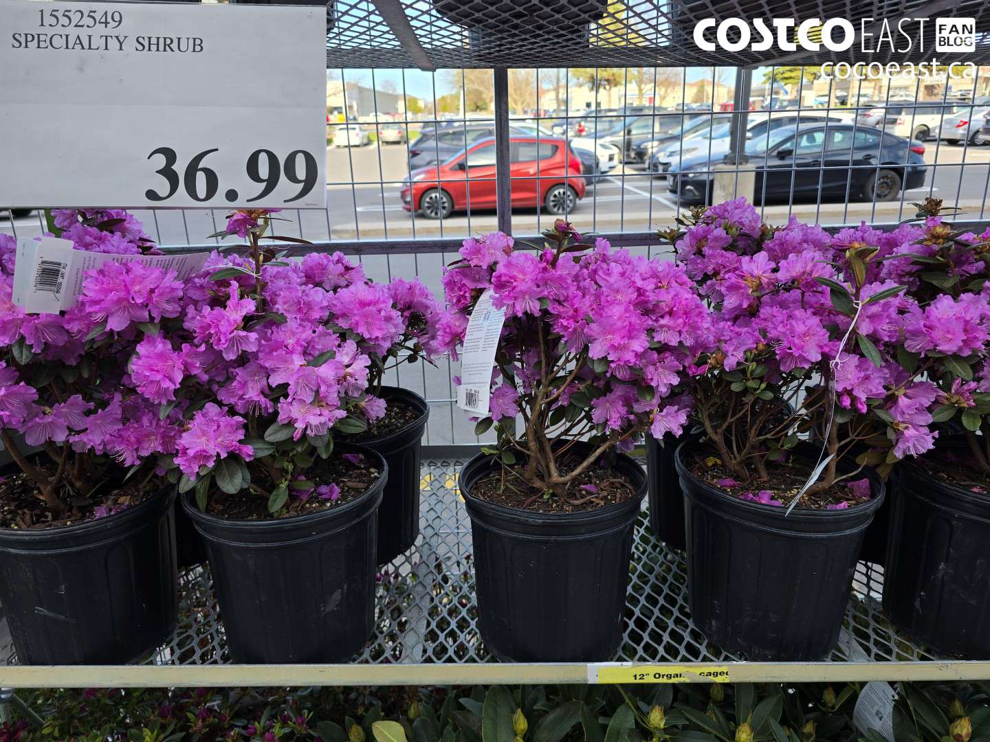 1552549 SPECIALTY SHRUB $36.99