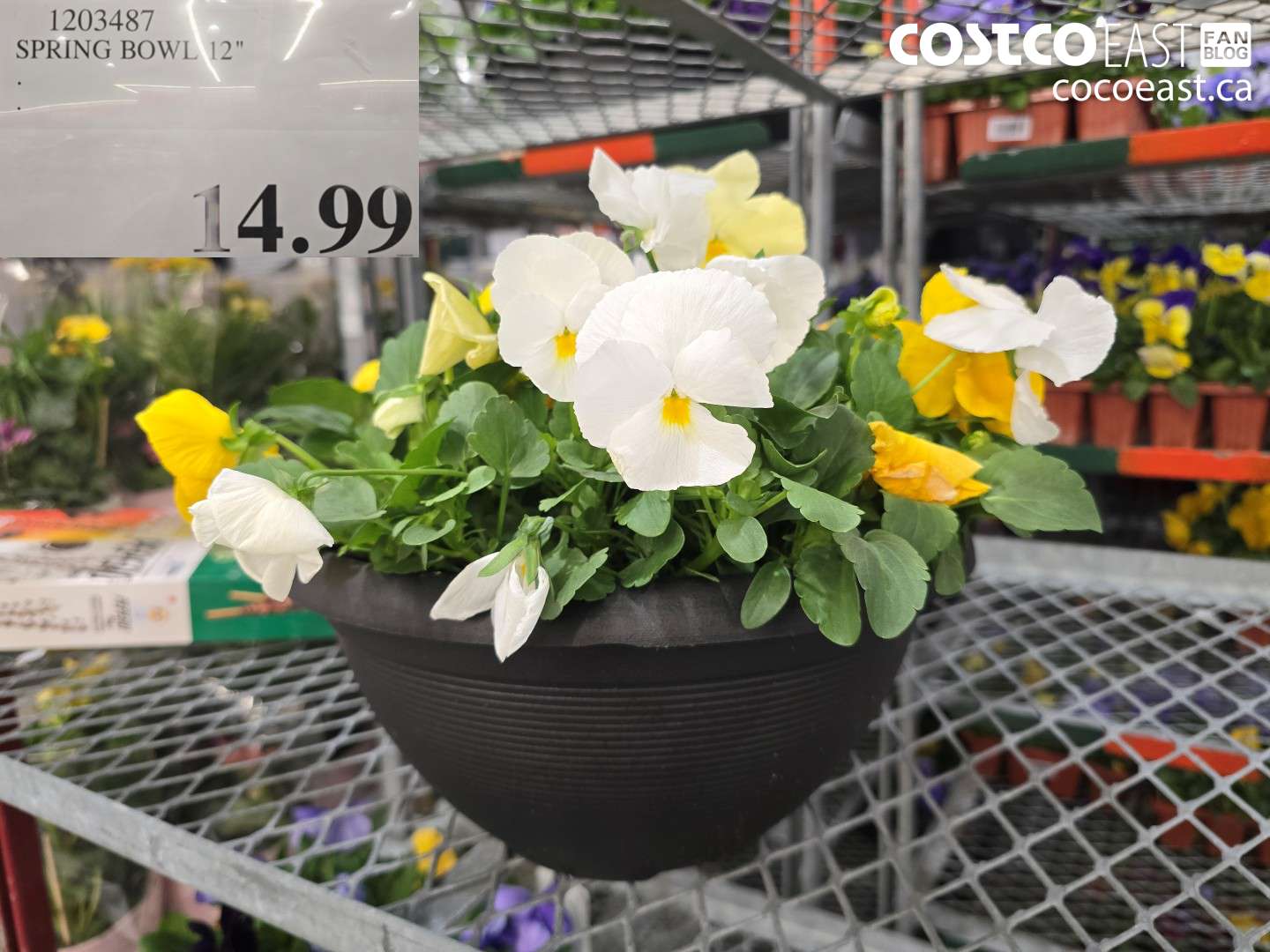 1203487 SPRING BOWL 12 INCH $14.99