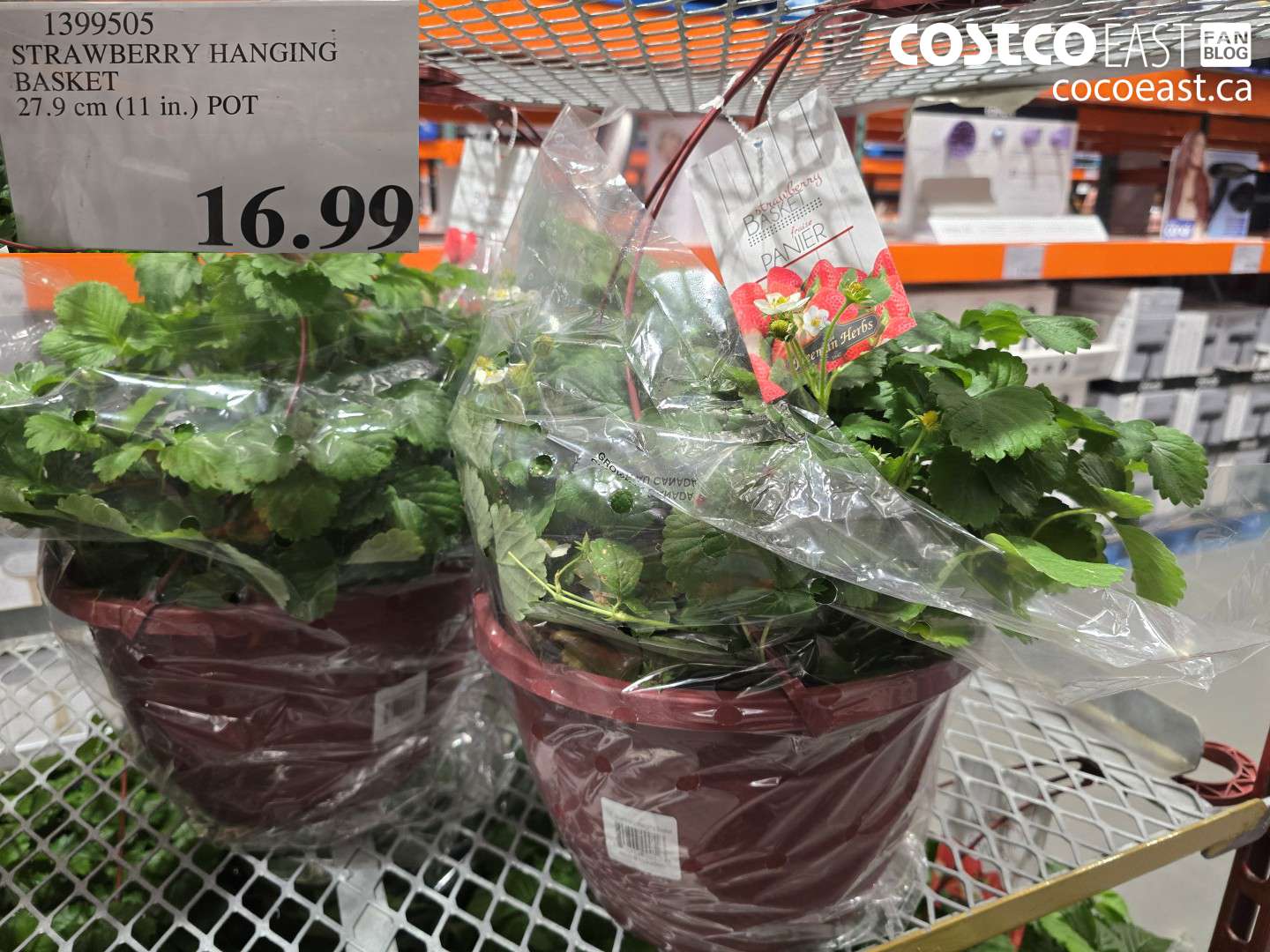 1399505 STRAWBERRY HANGING BASKET 27.9 CM (11 IN.) POT $16.99