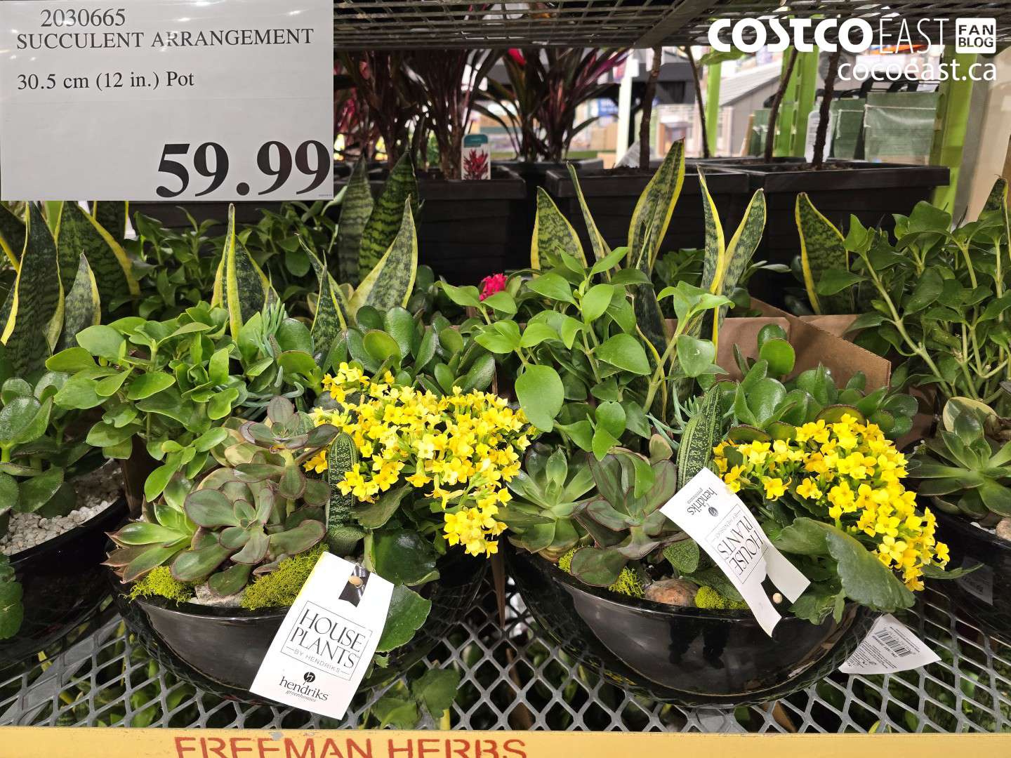 2030665 SUCCULENT ARRANGEMENT 30.5 CM (12 IN.) POT $59.99