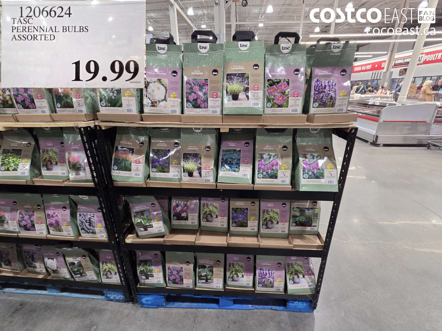 1206624 TASC PERENNIAL BULBS ASSORTED $19.99