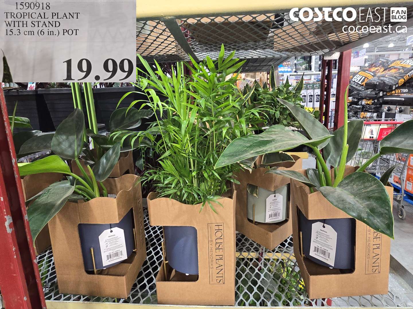 1590918 TROPICAL PLANT WITH STAND 15.3 CM (6 IN.) POT $19.99