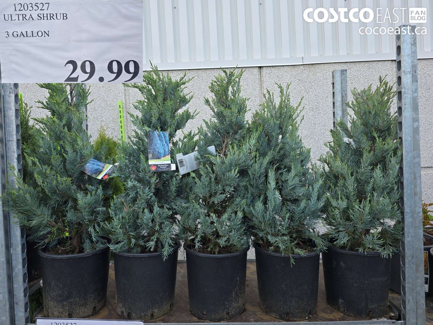 1203527 ULTRA SHRUB 3 GALLON $29.99