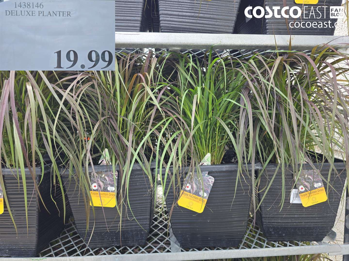 1438146 DELUXE PLANTER $19.99
