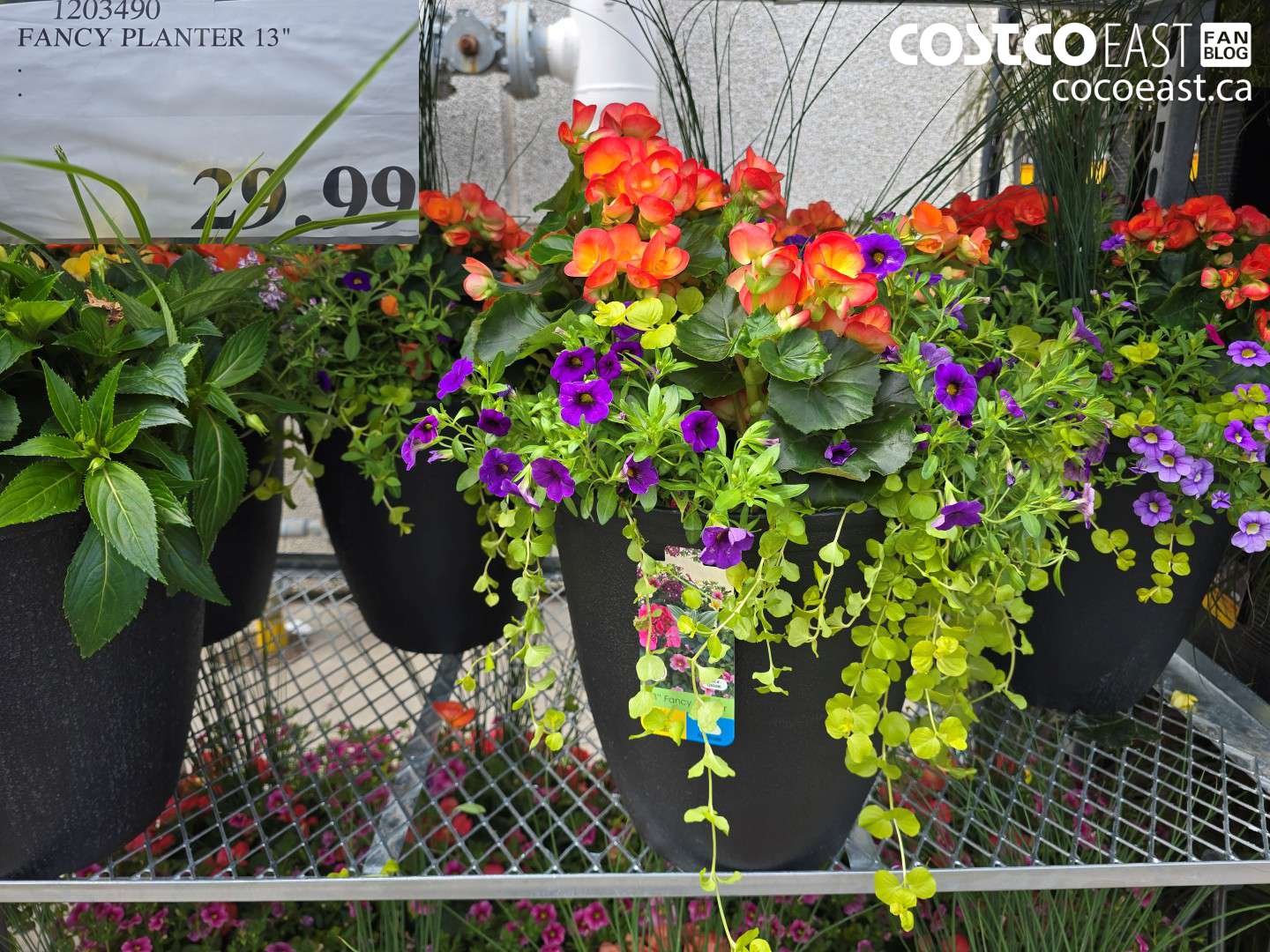 1203490 FANCY PLANTER 13