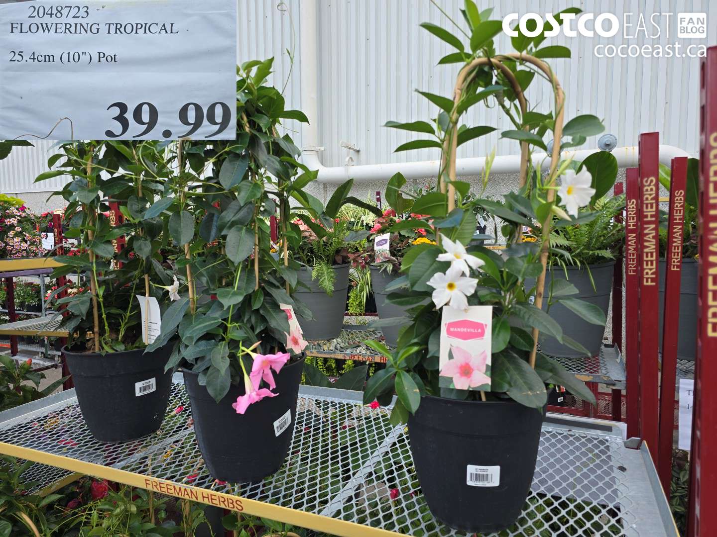 2048723 FLOWERING TROPICAL 25.4CM (10