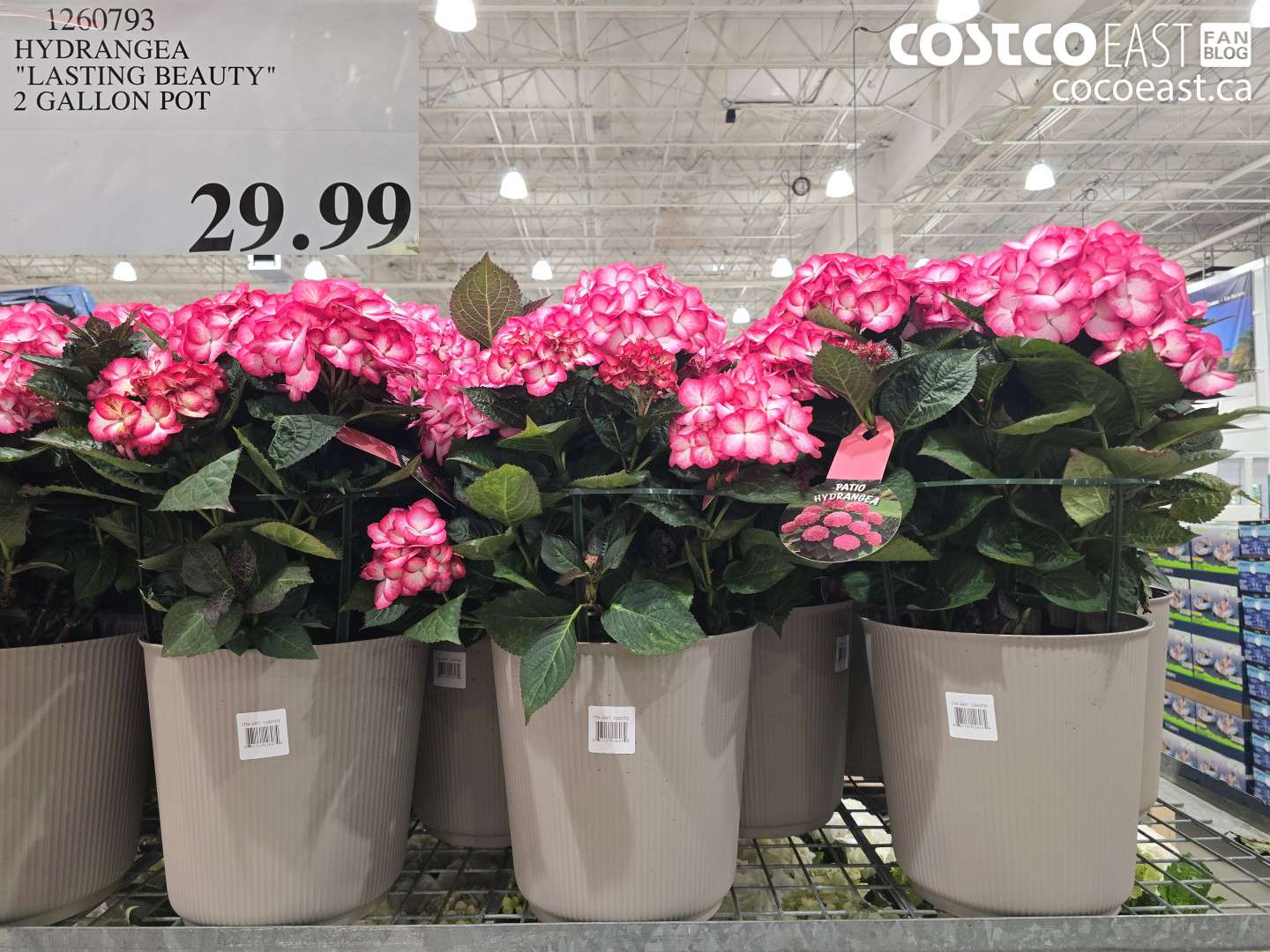 1260793 HYDRANGEA 